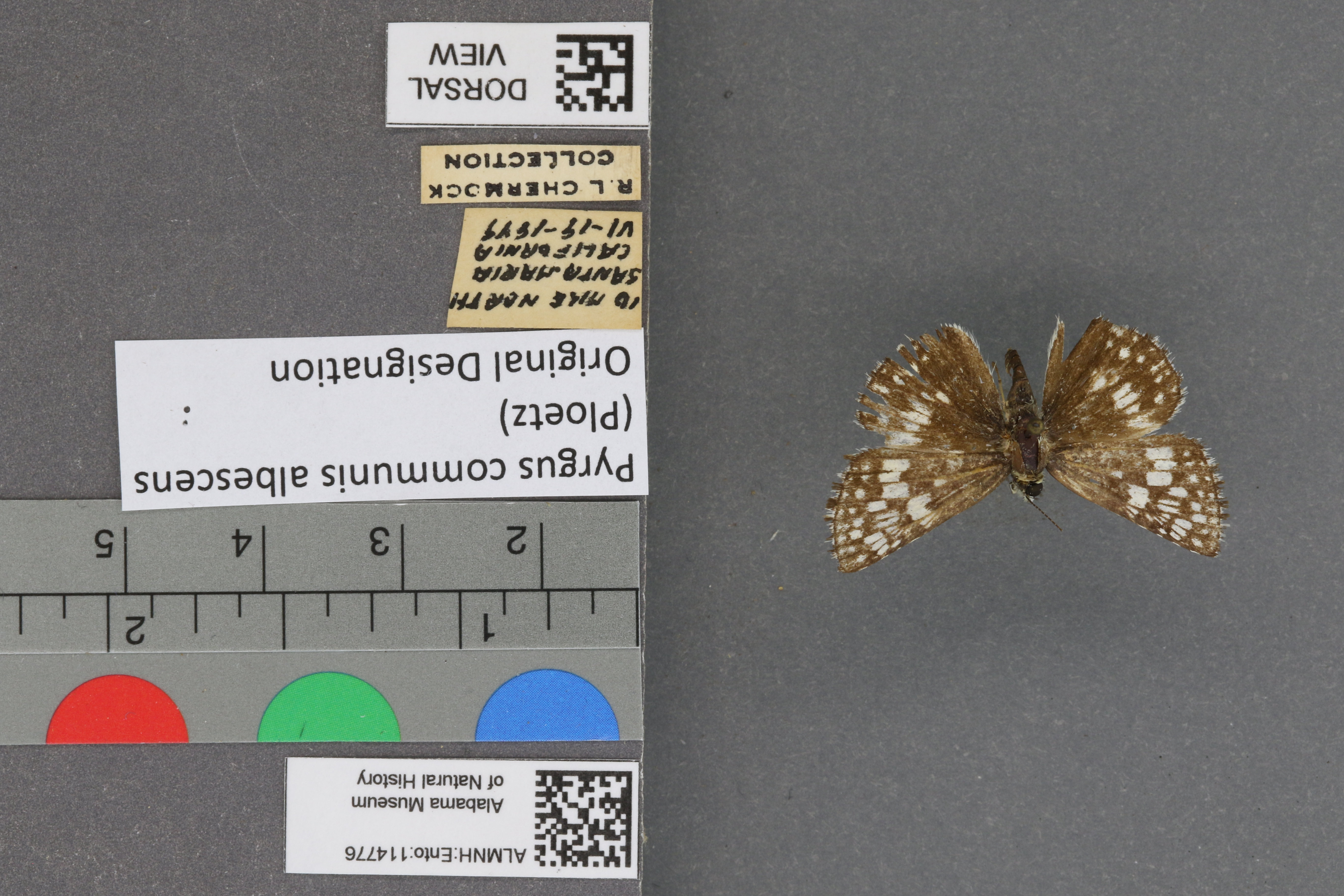 Pyrgus communis