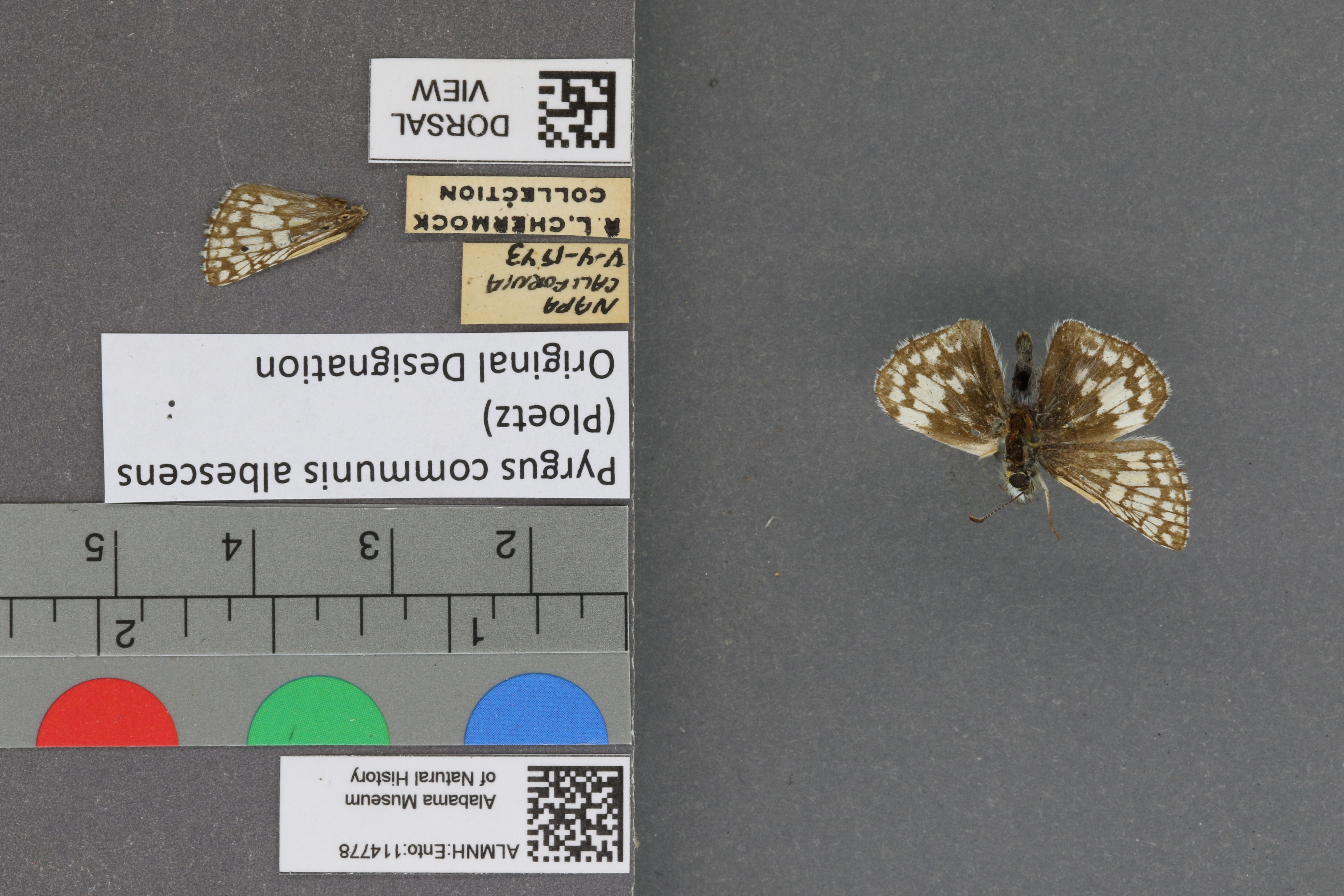 Pyrgus communis