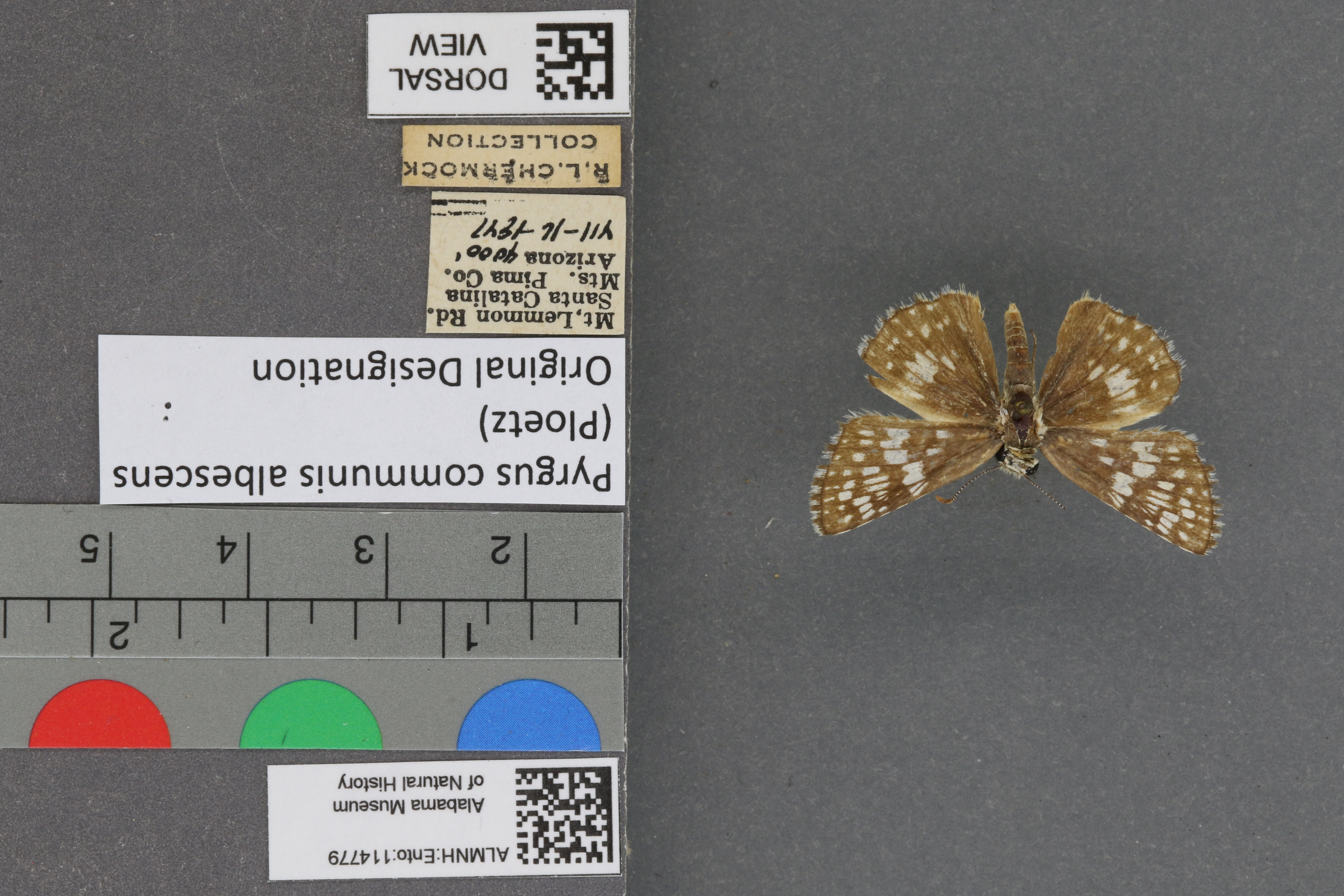 Pyrgus communis
