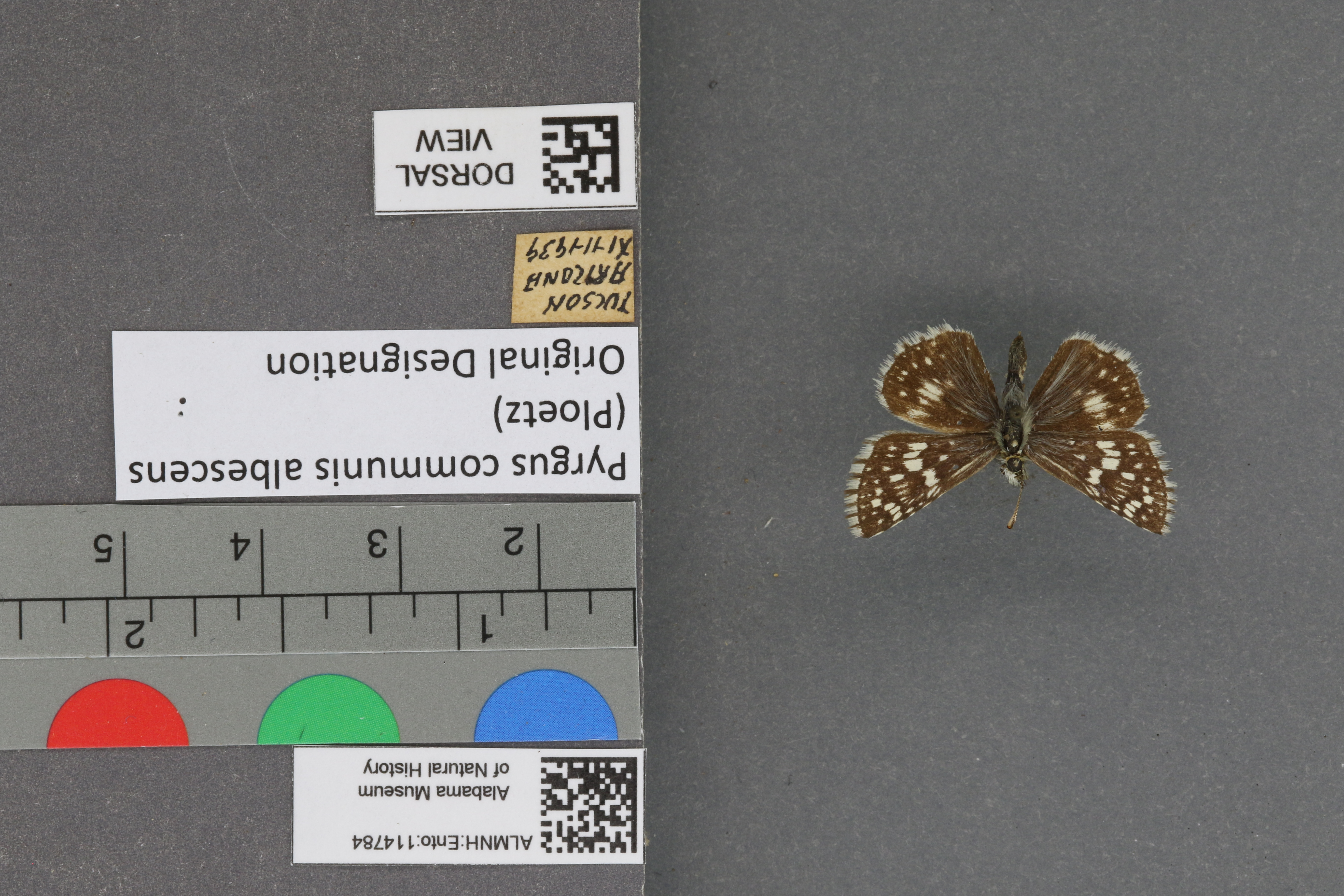 Pyrgus communis