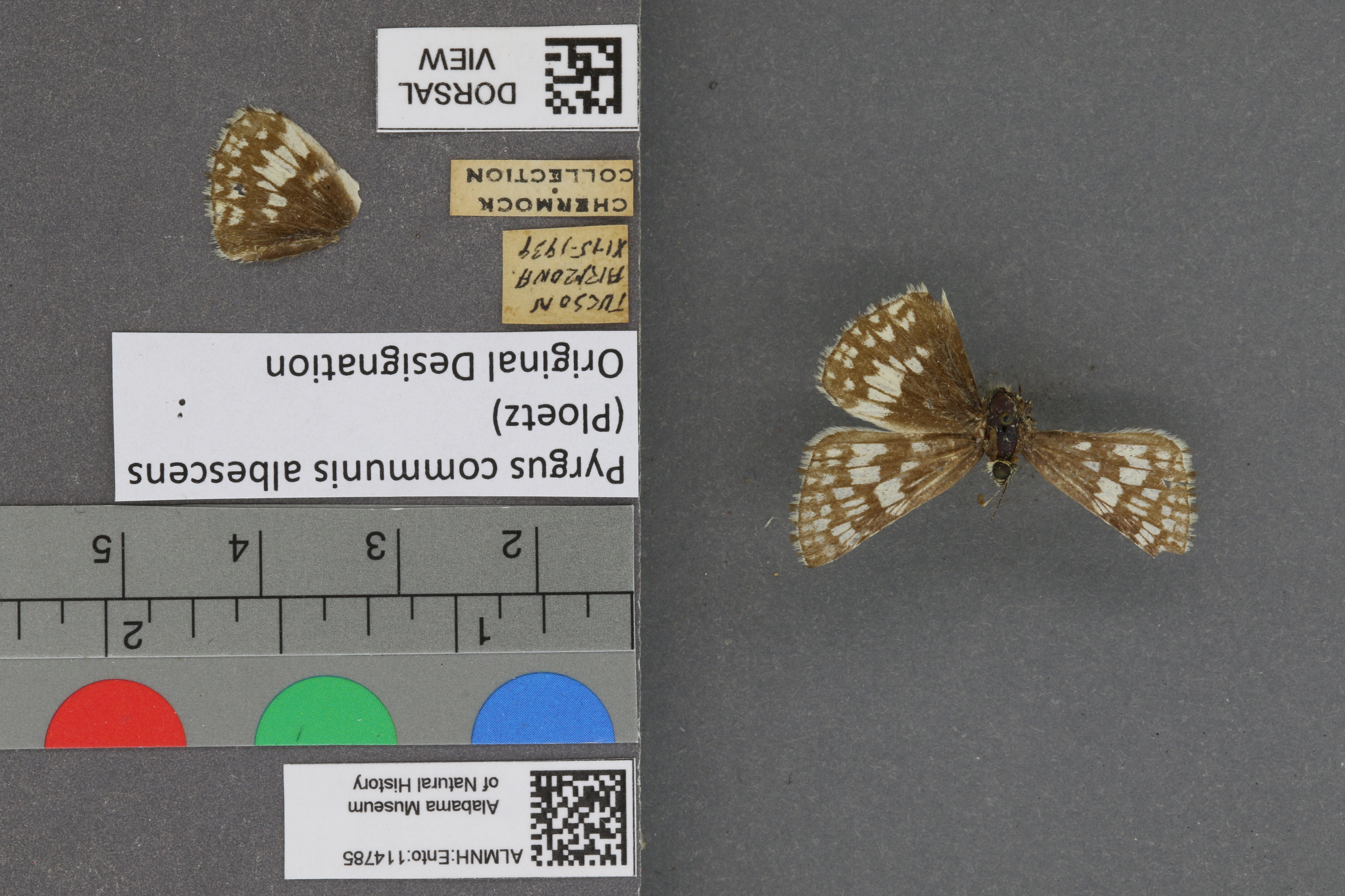 Pyrgus communis