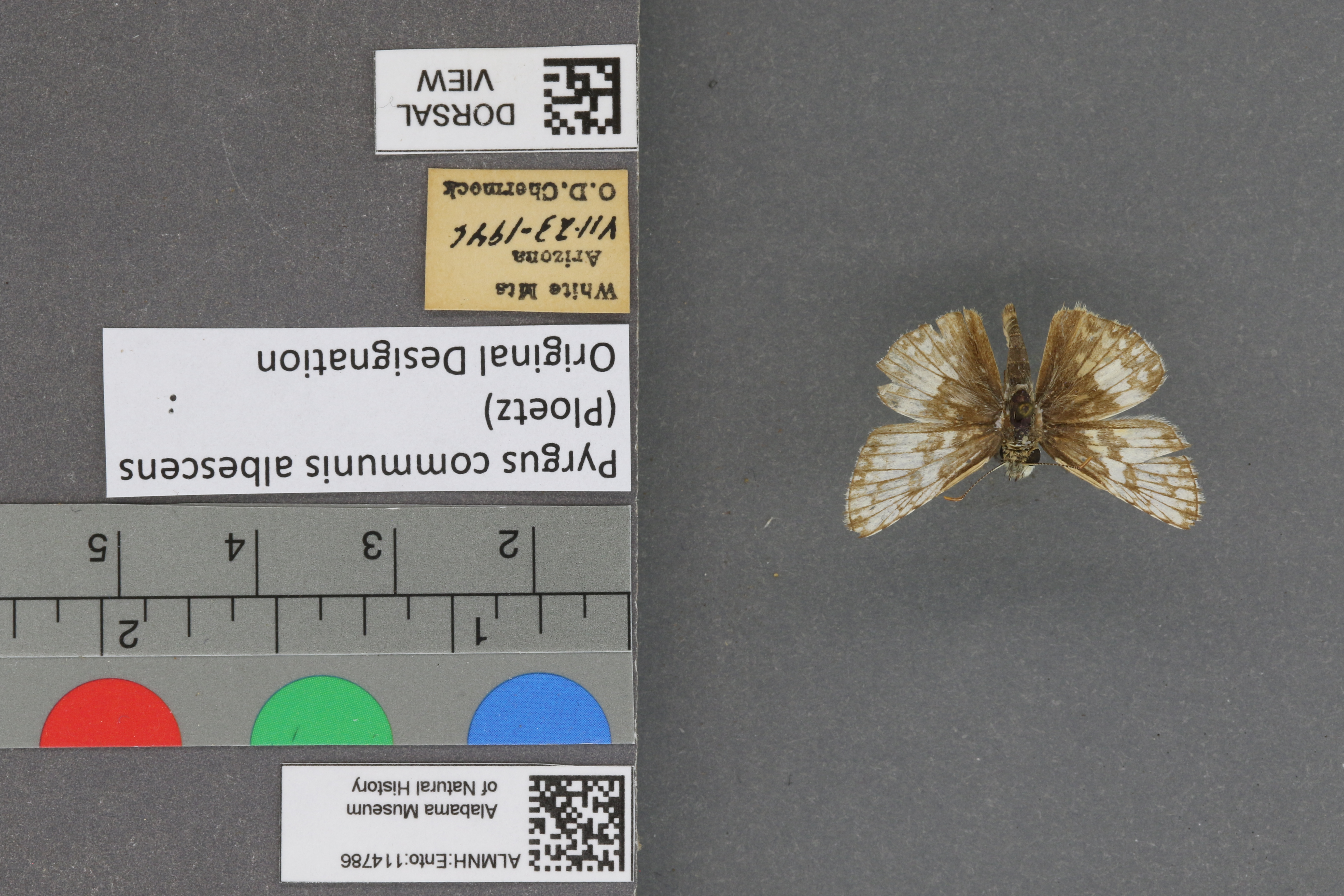 Pyrgus communis