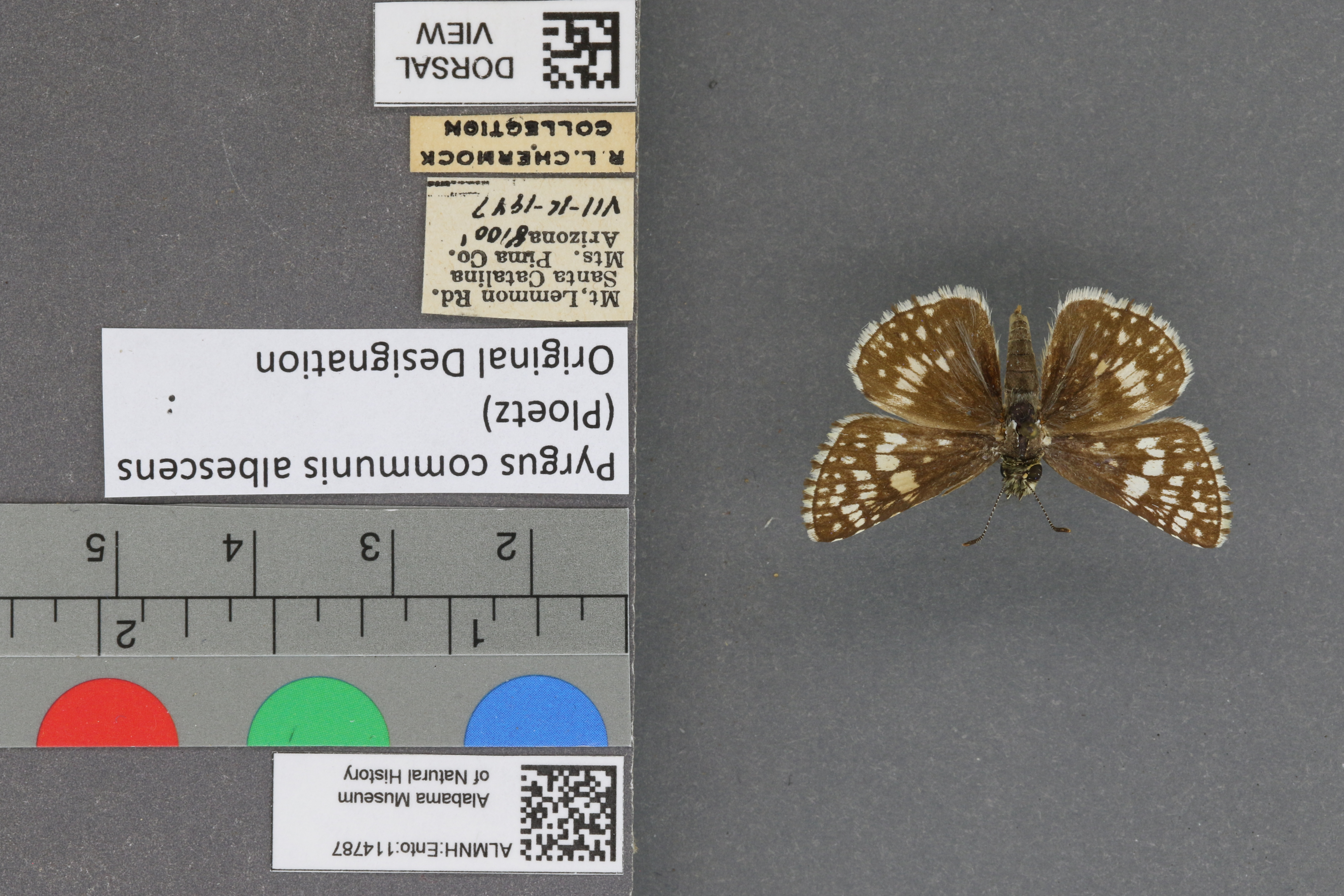 Pyrgus communis