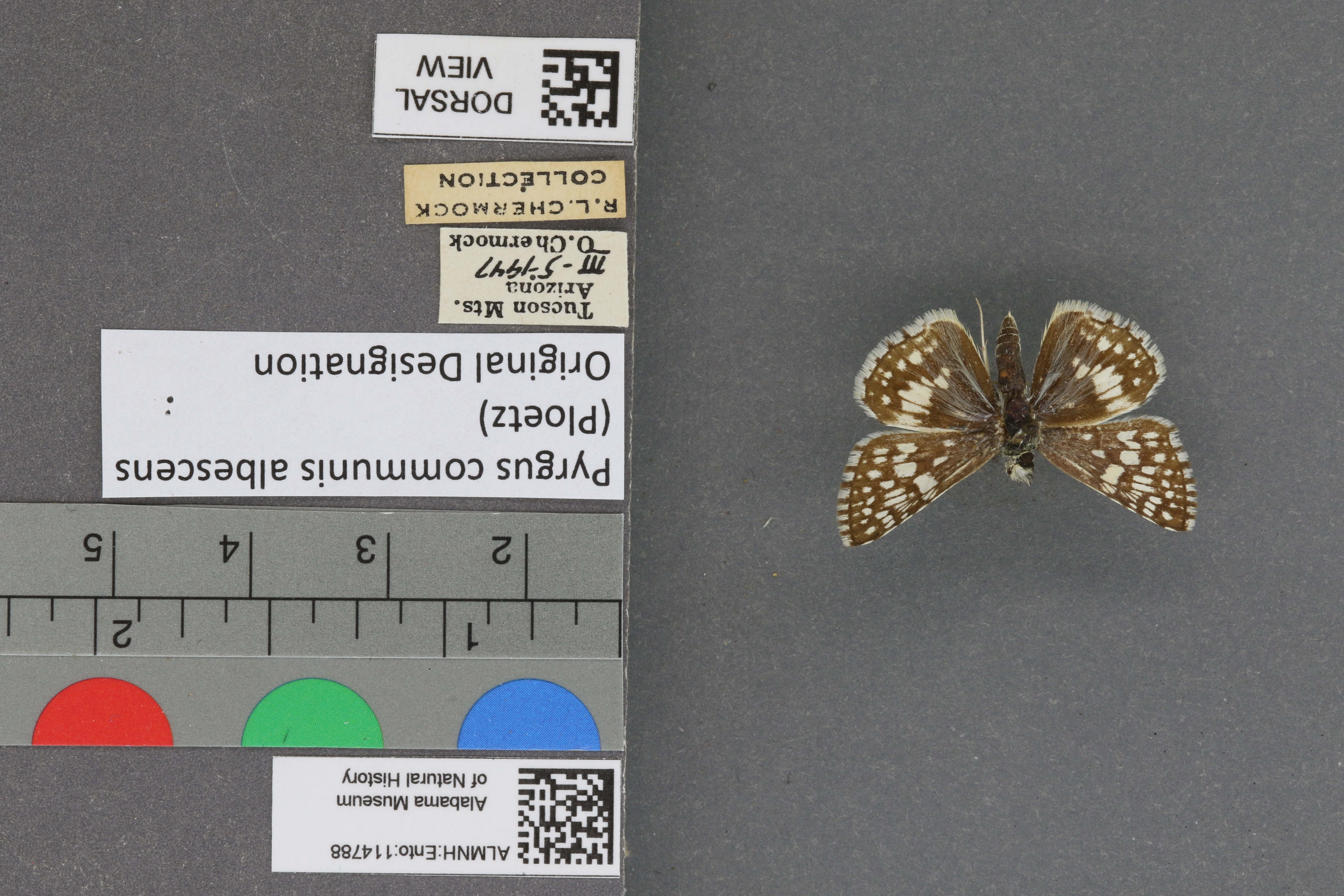 Pyrgus communis