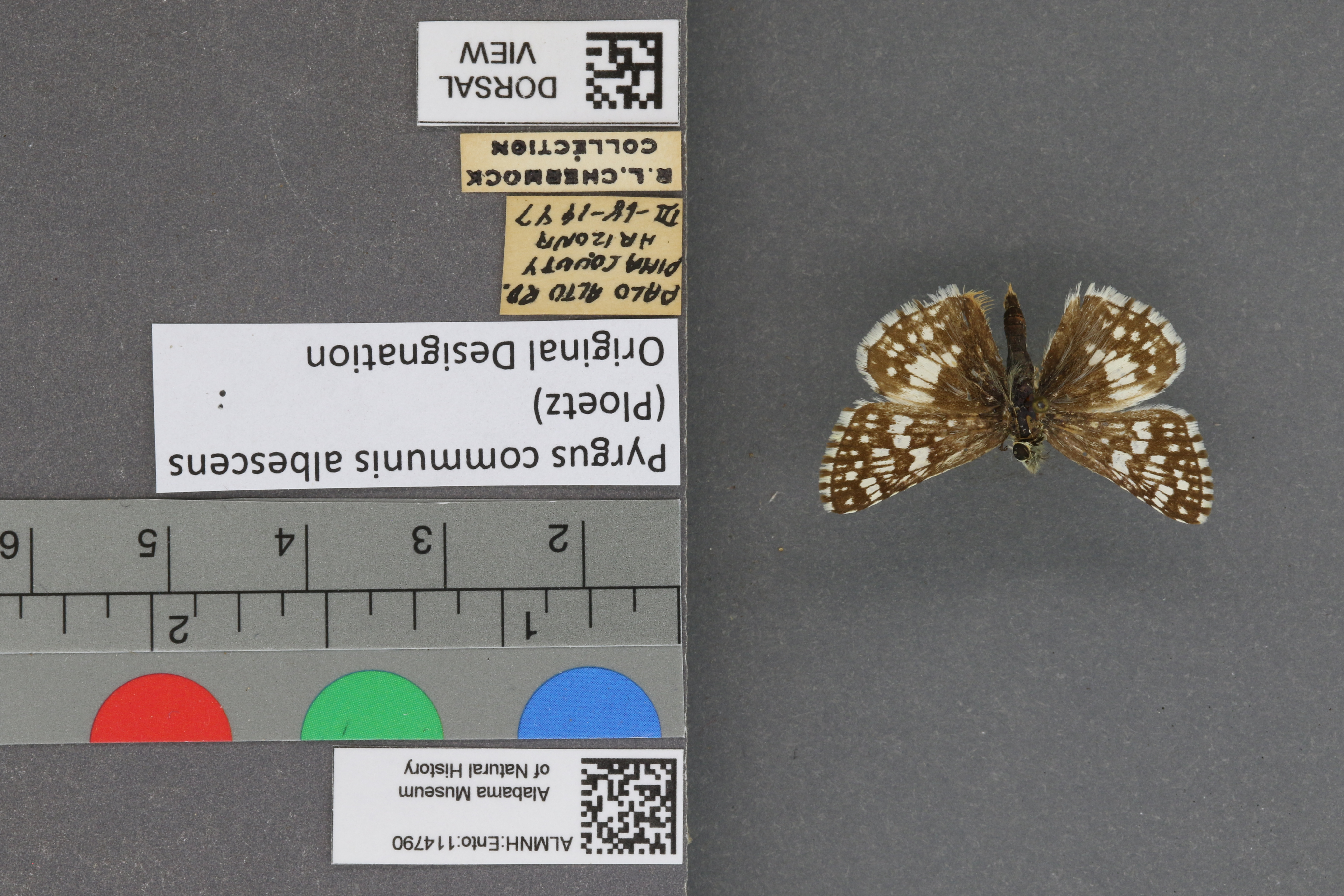 Pyrgus communis