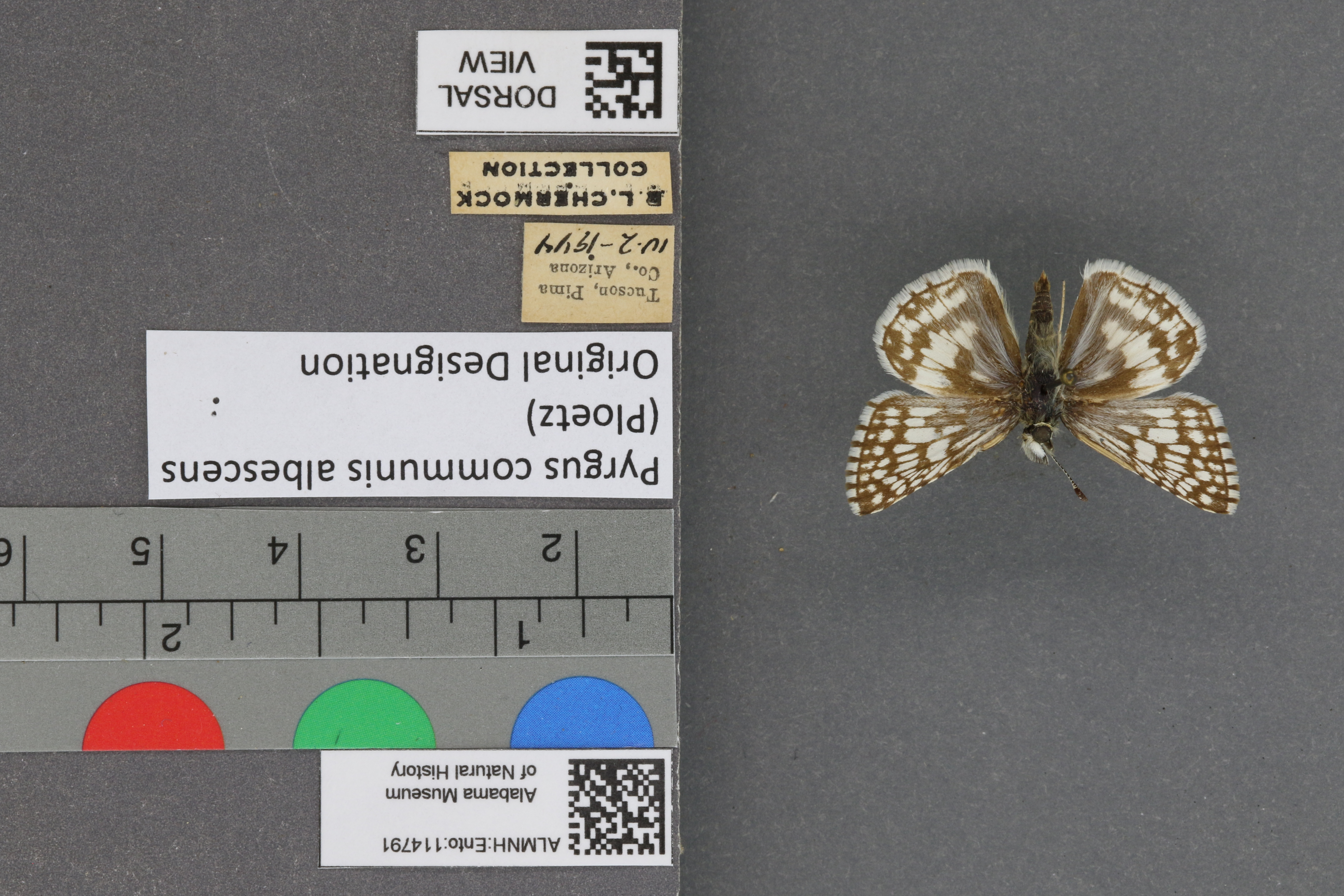 Pyrgus communis