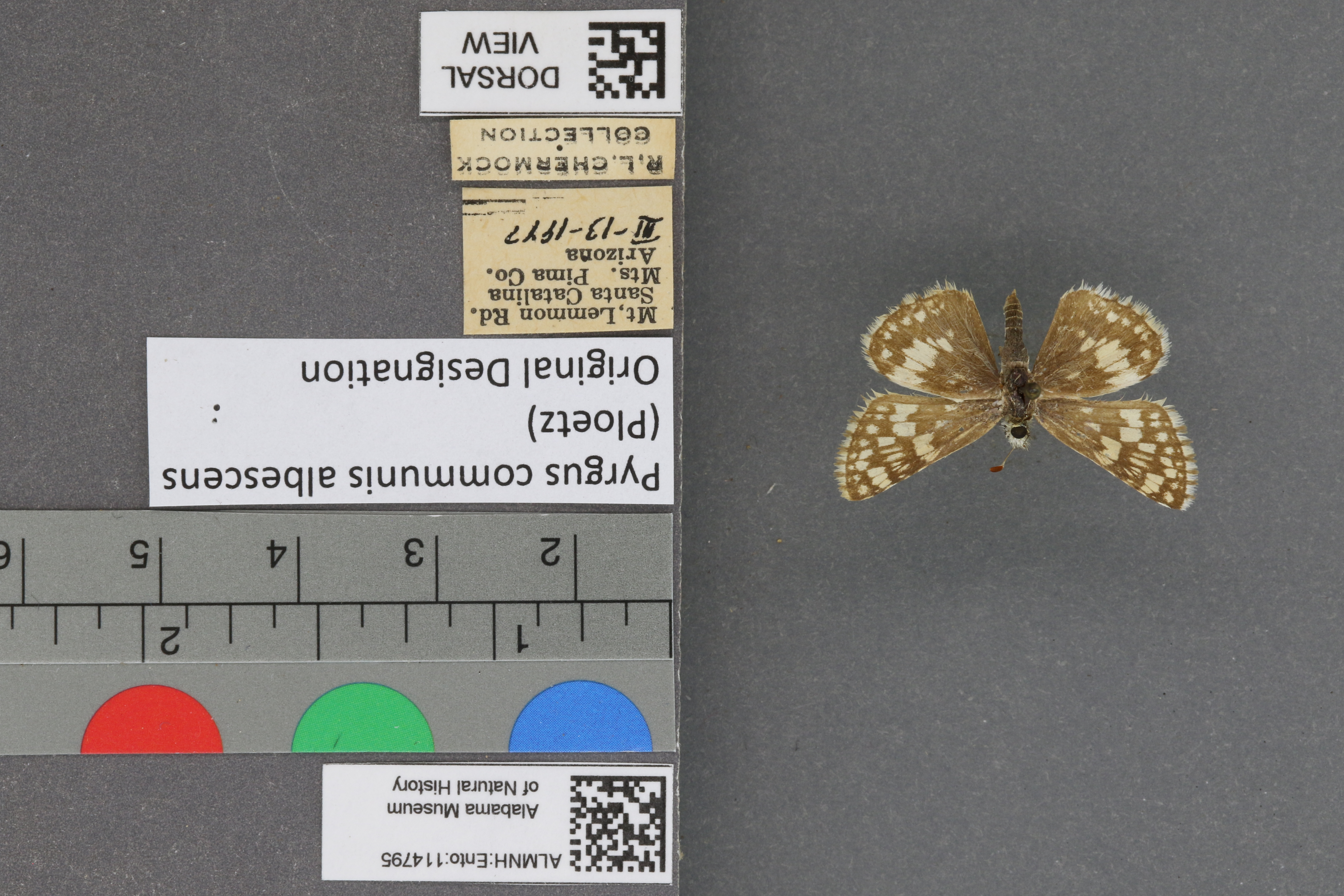 Pyrgus communis