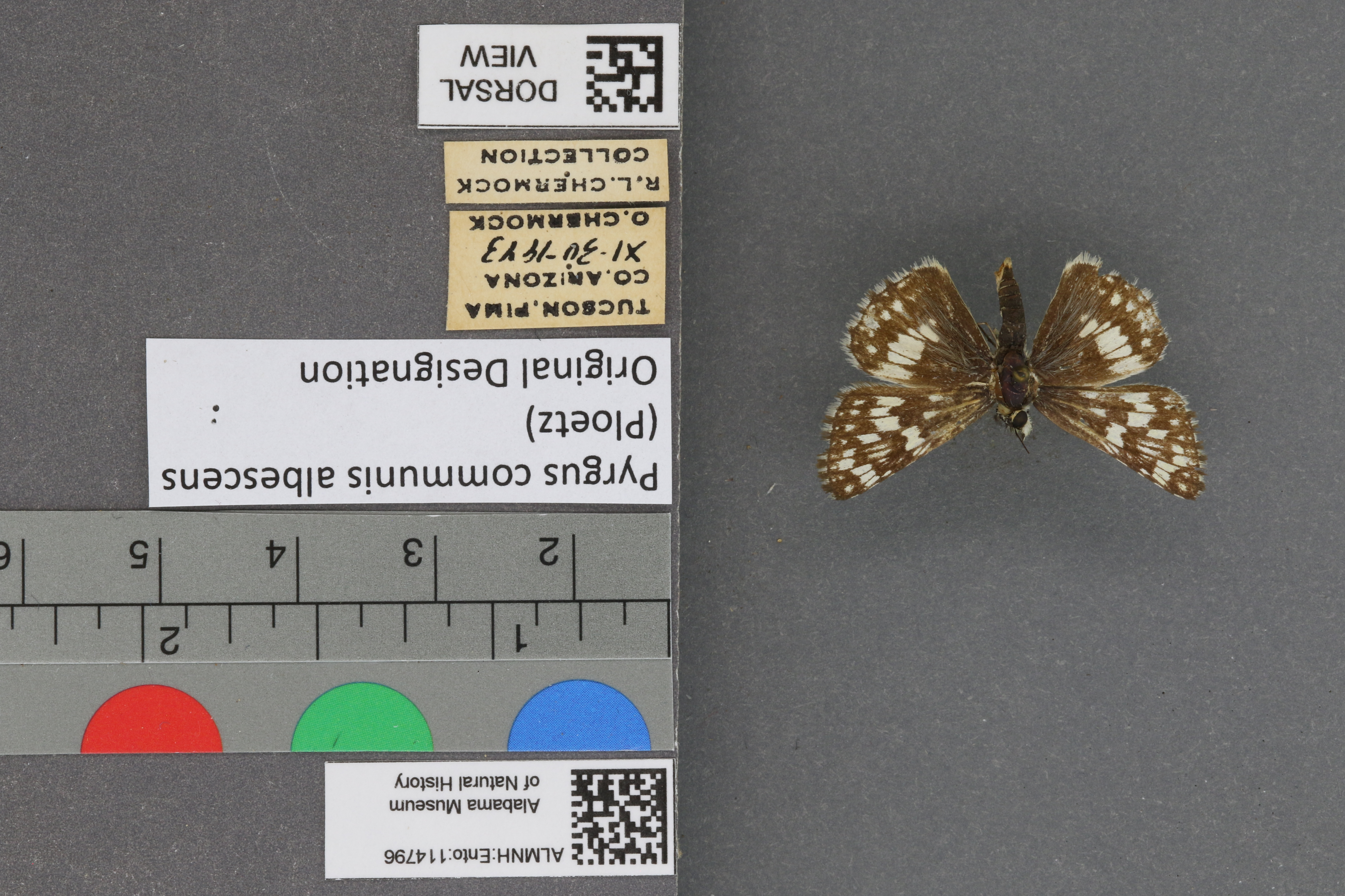 Pyrgus communis