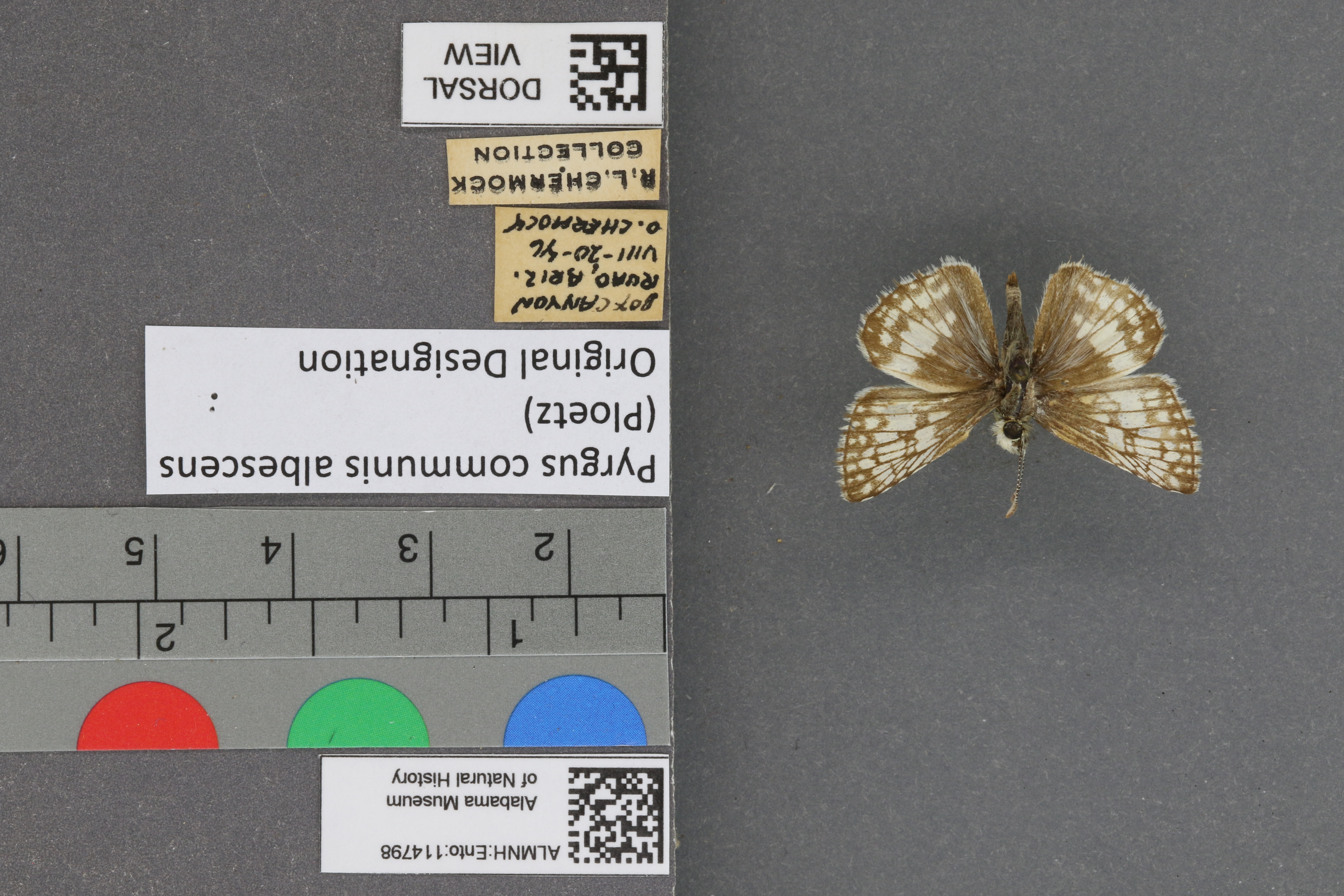 Pyrgus communis