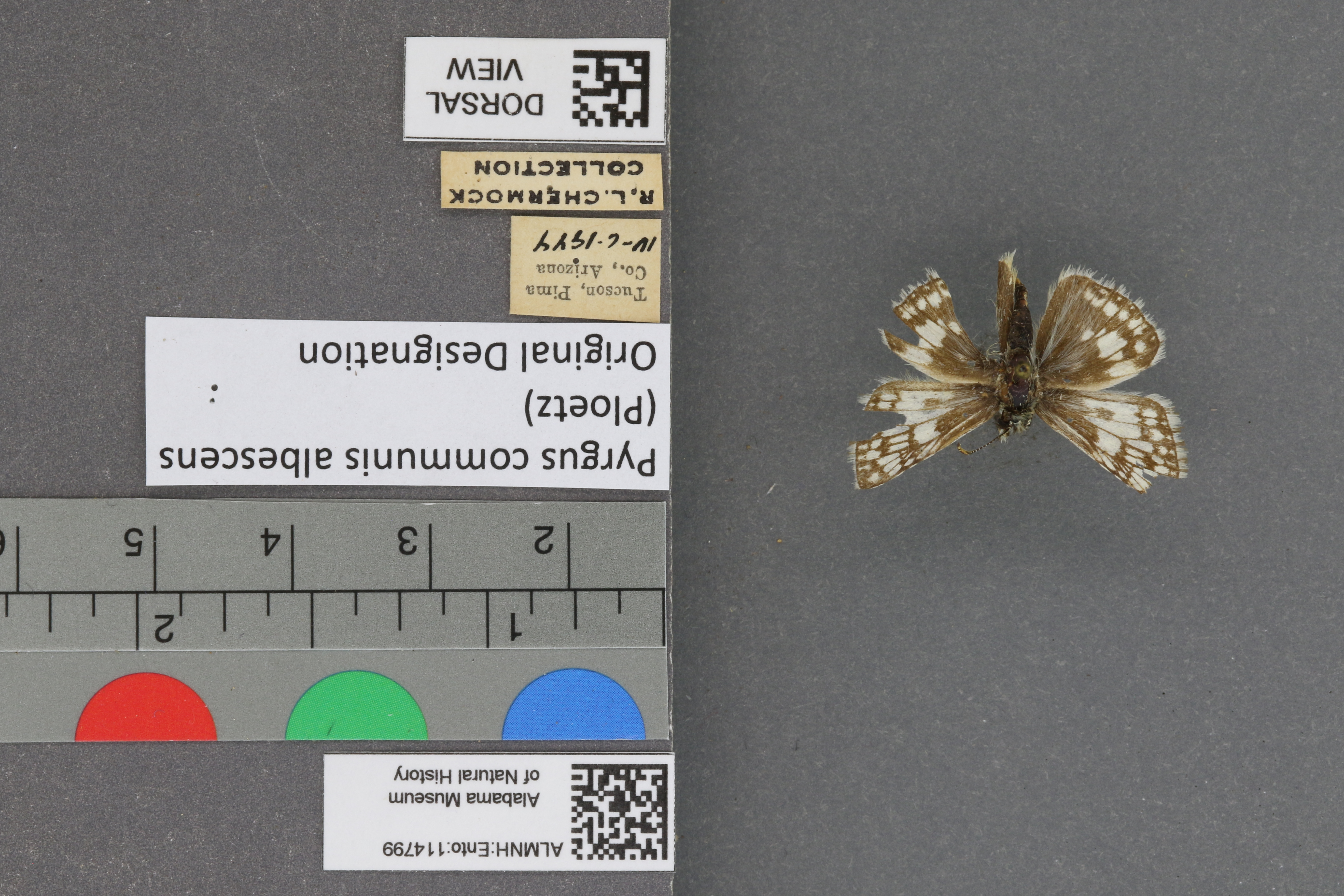 Pyrgus communis