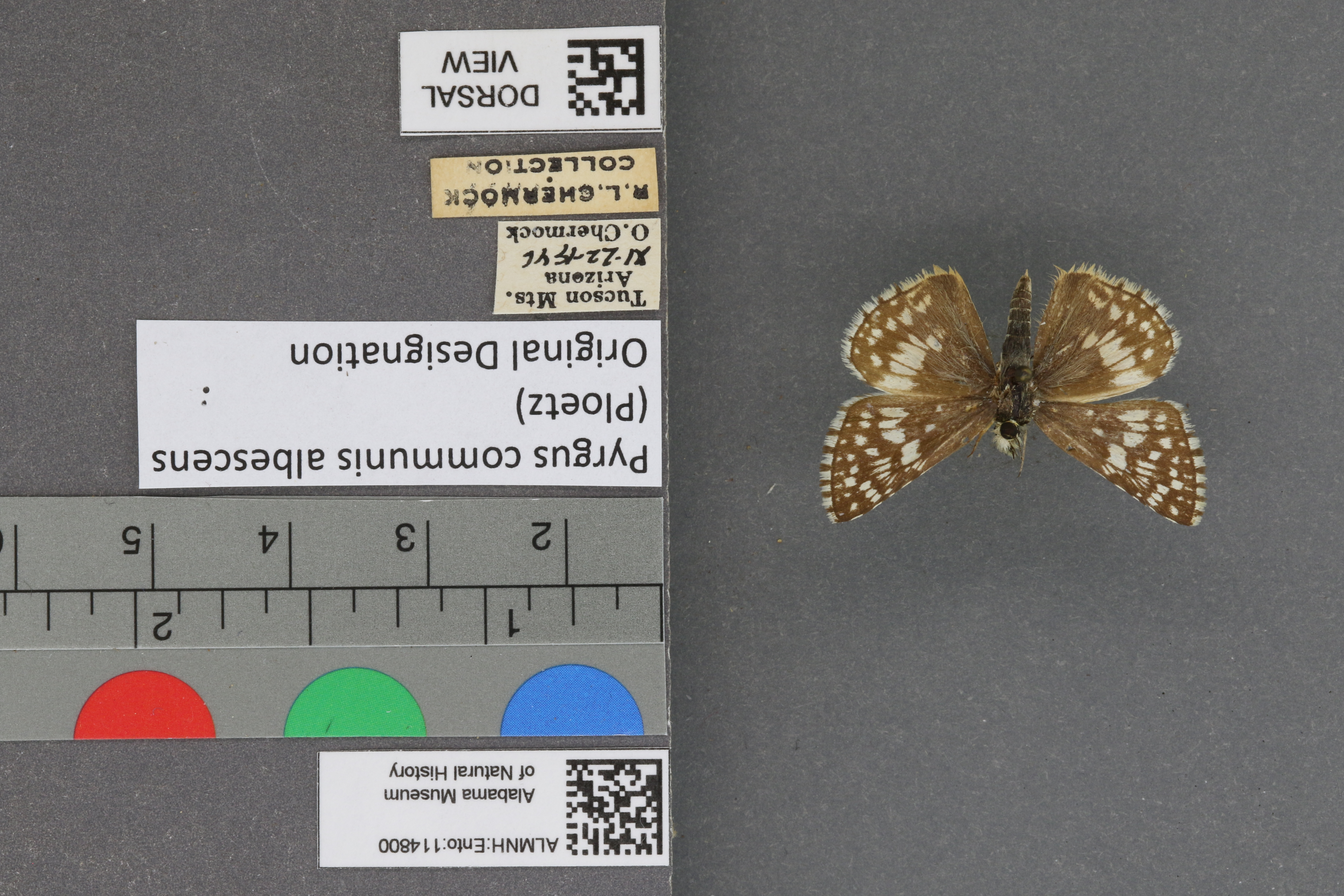 Pyrgus communis