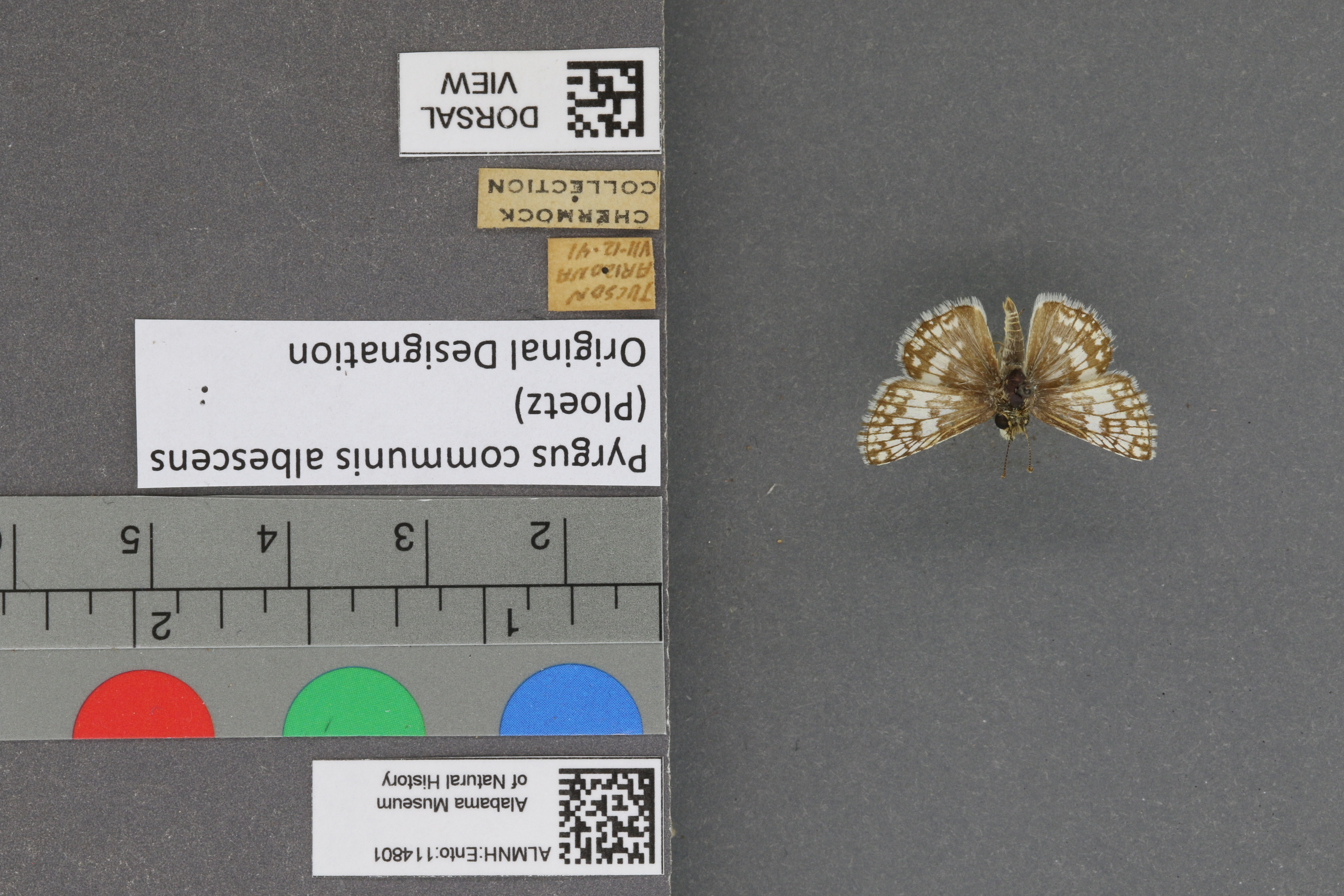 Pyrgus communis