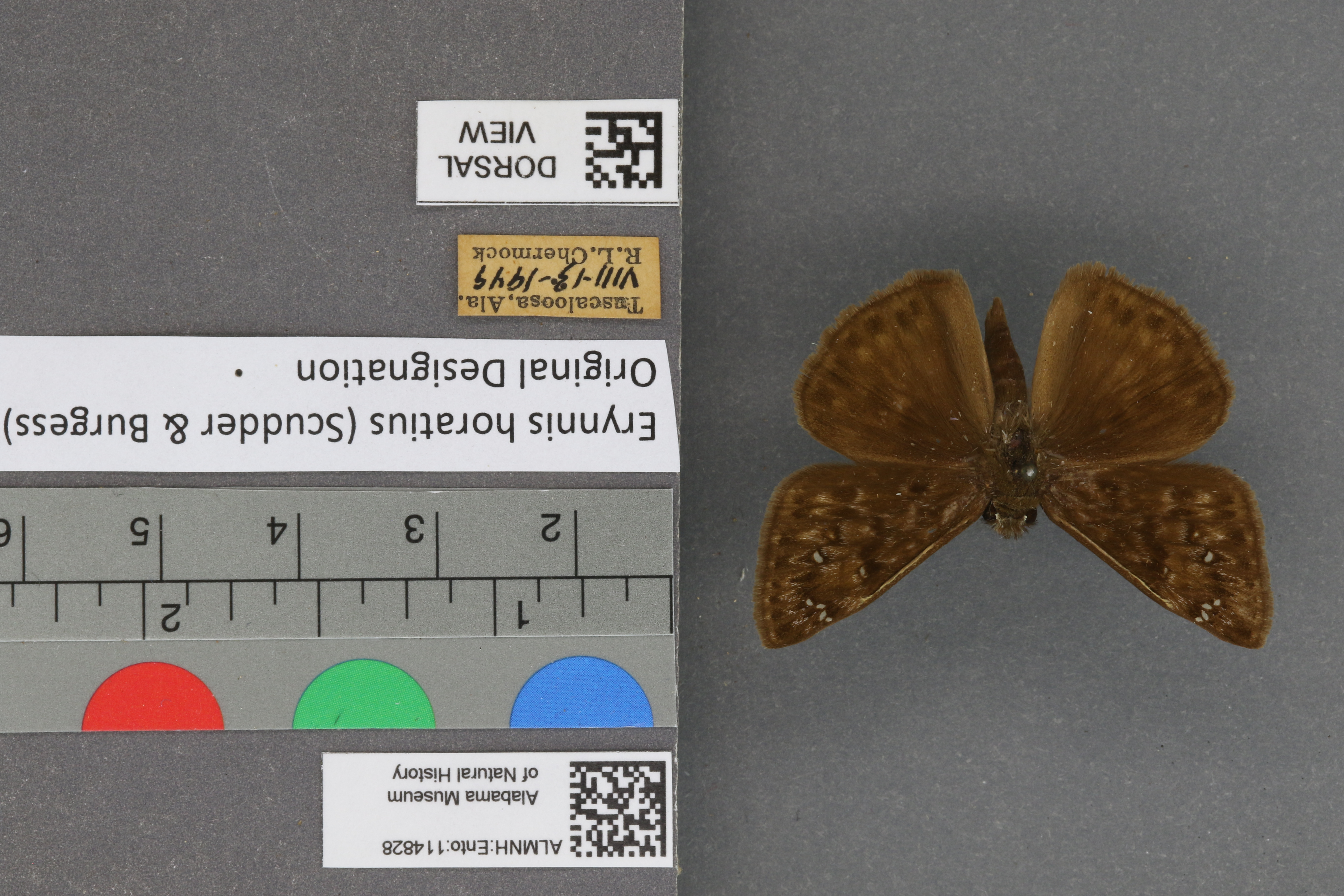 Erynnis horatius