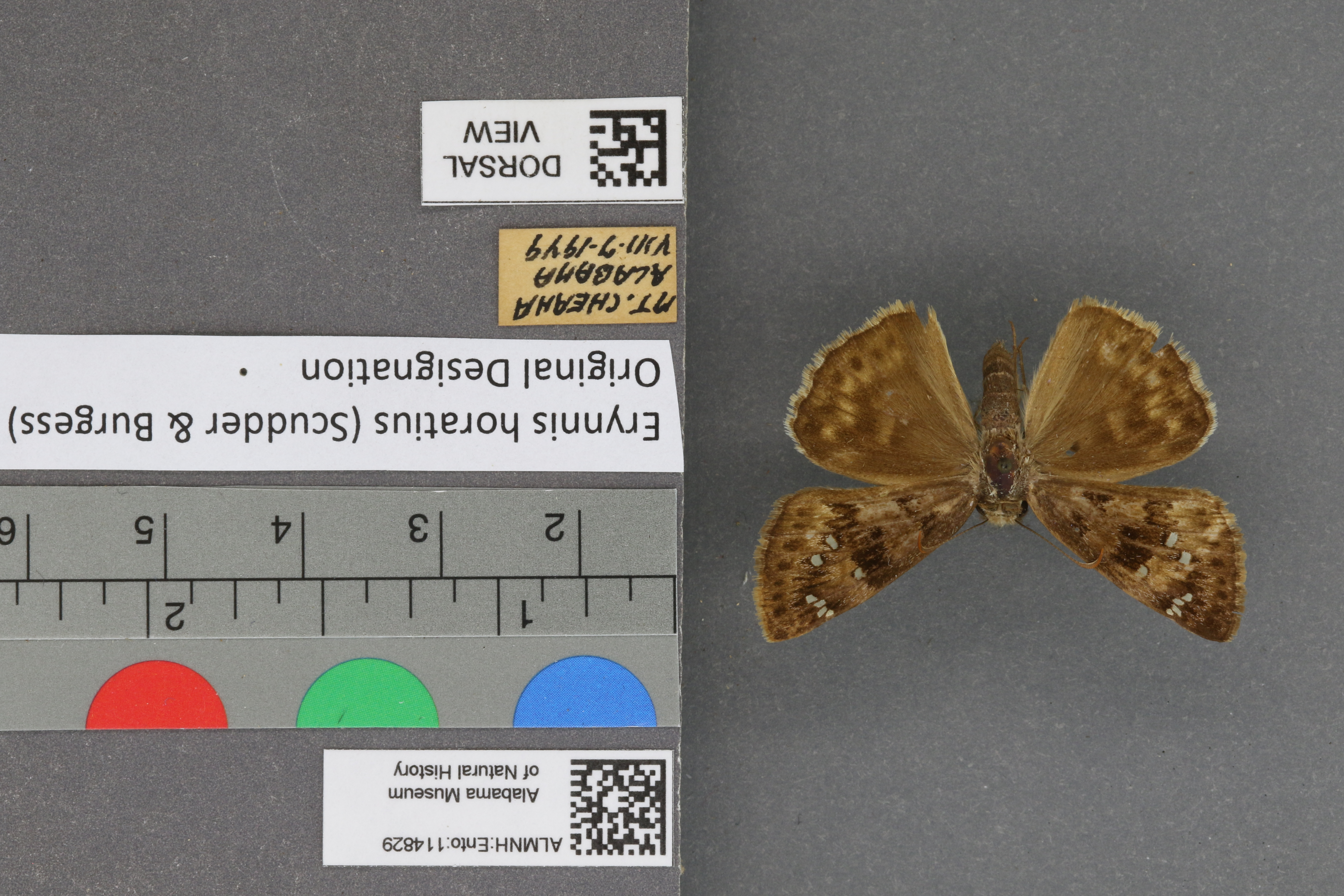 Erynnis horatius