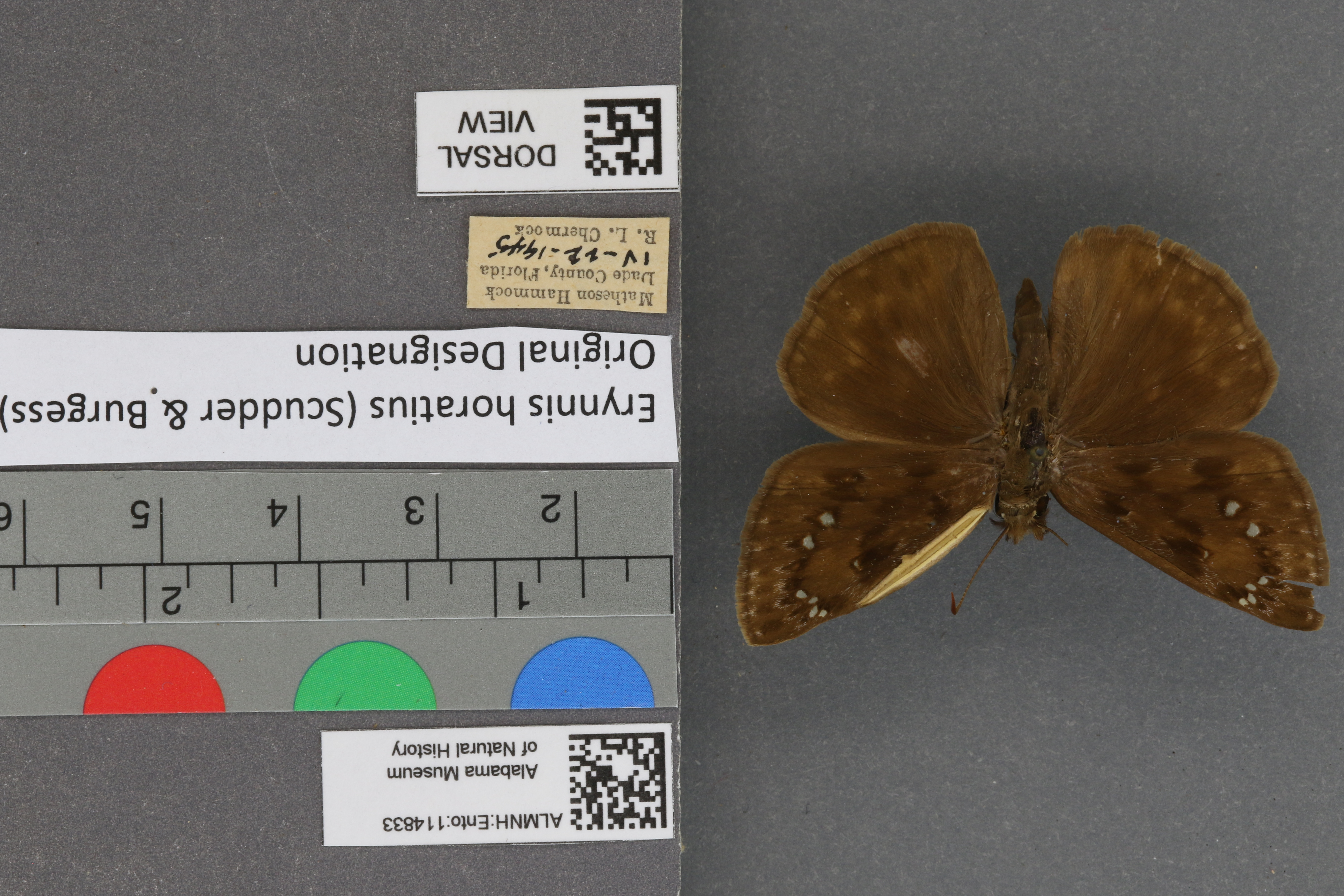 Erynnis horatius
