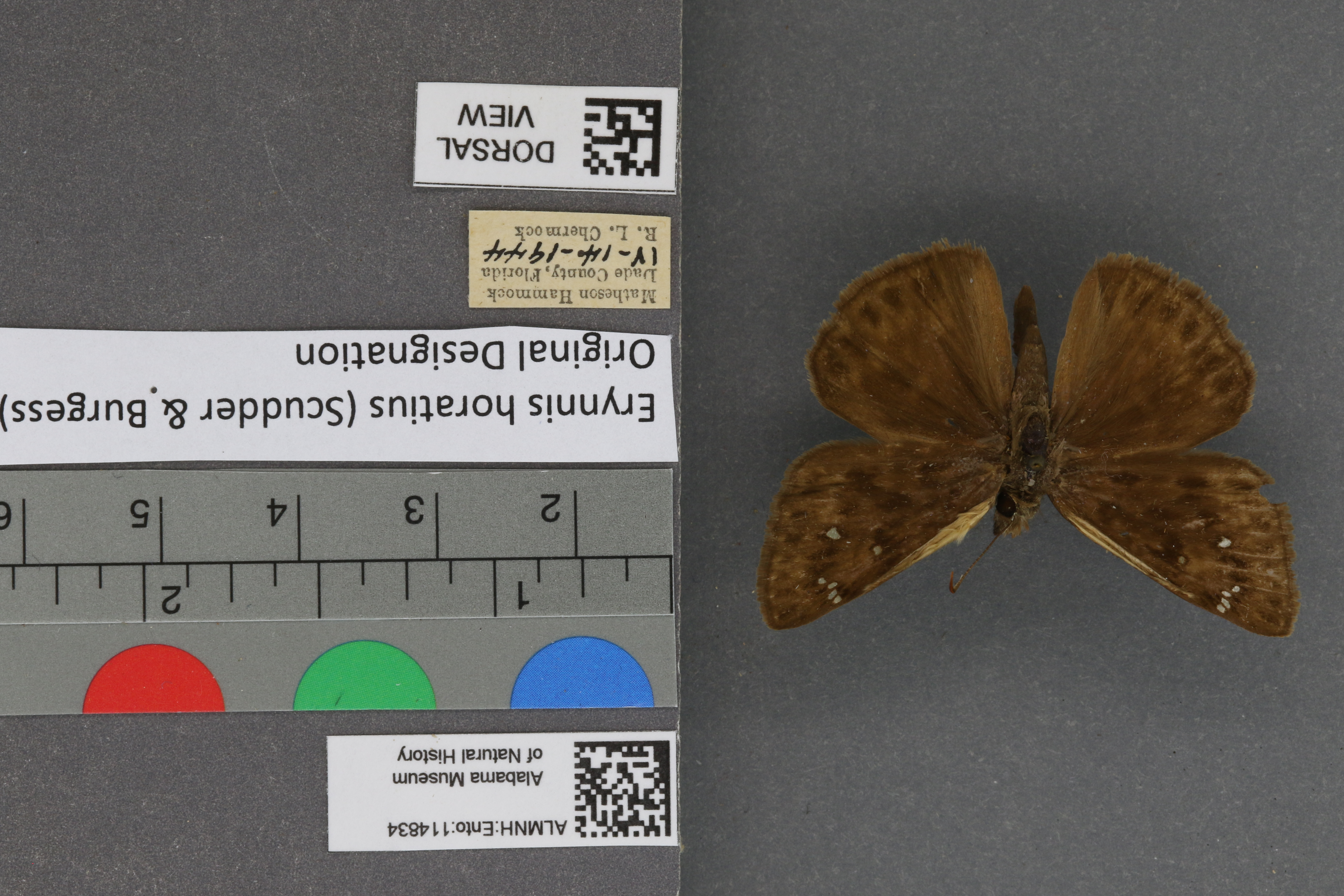 Erynnis horatius