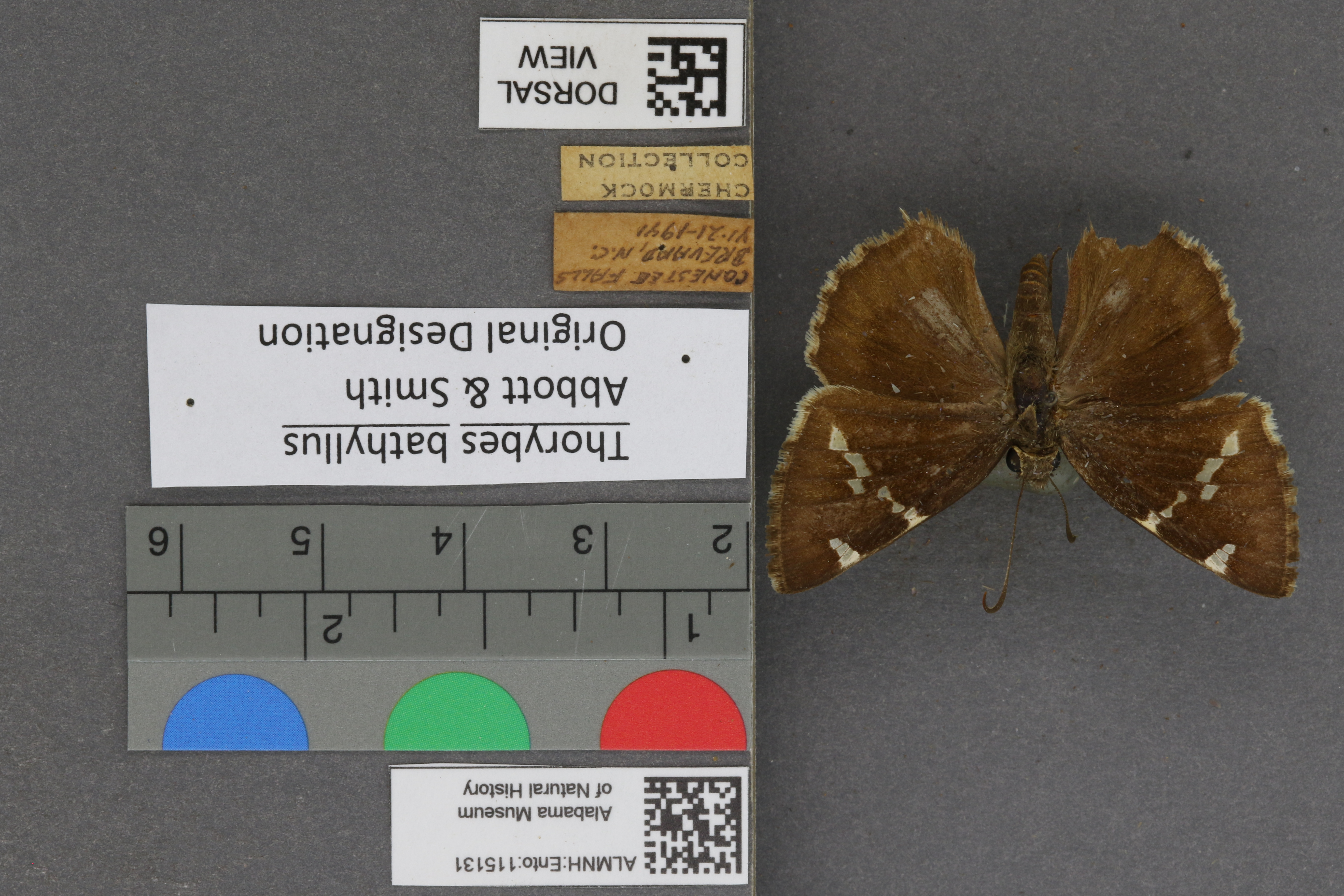 Thorybes bathyllus