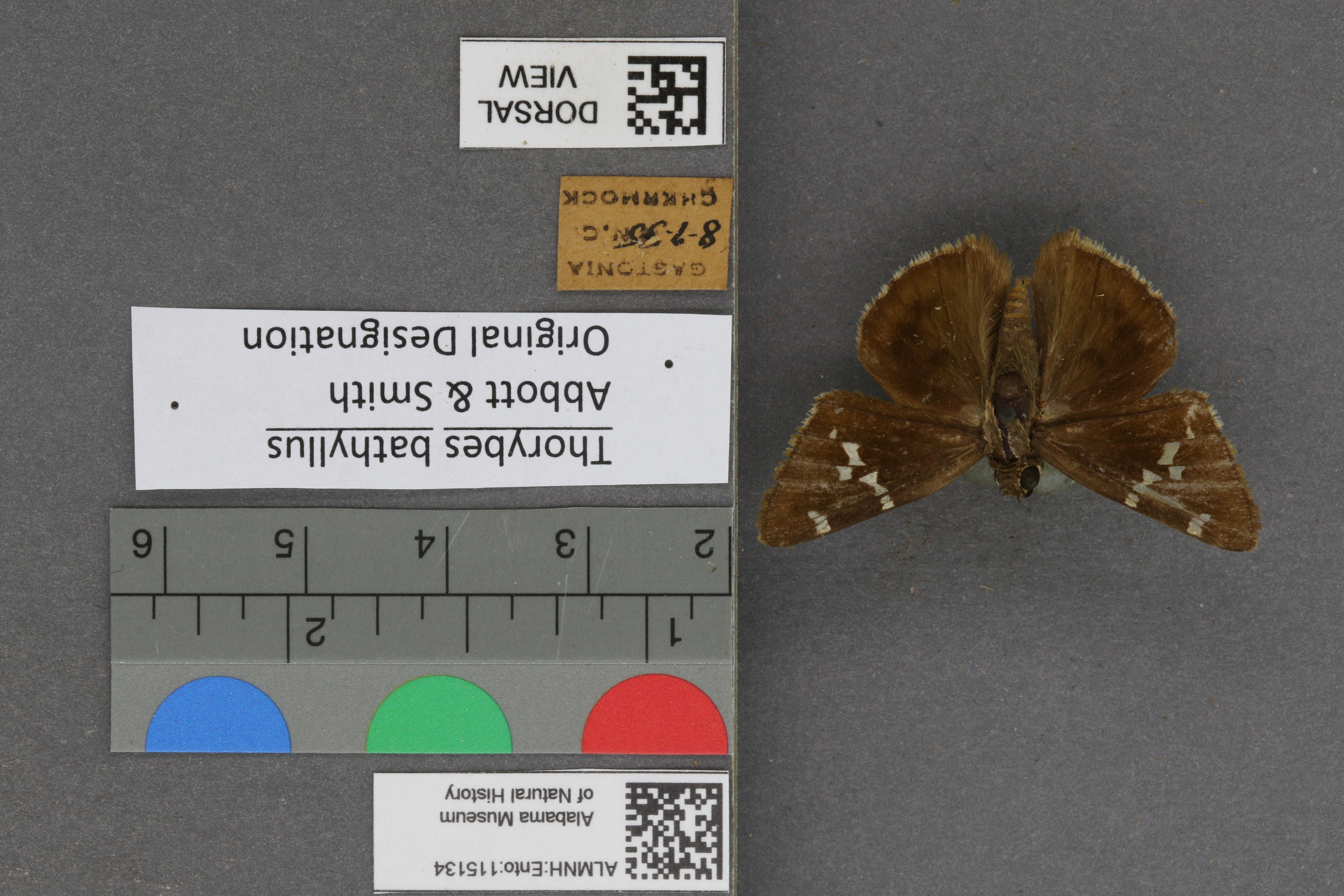 Thorybes bathyllus