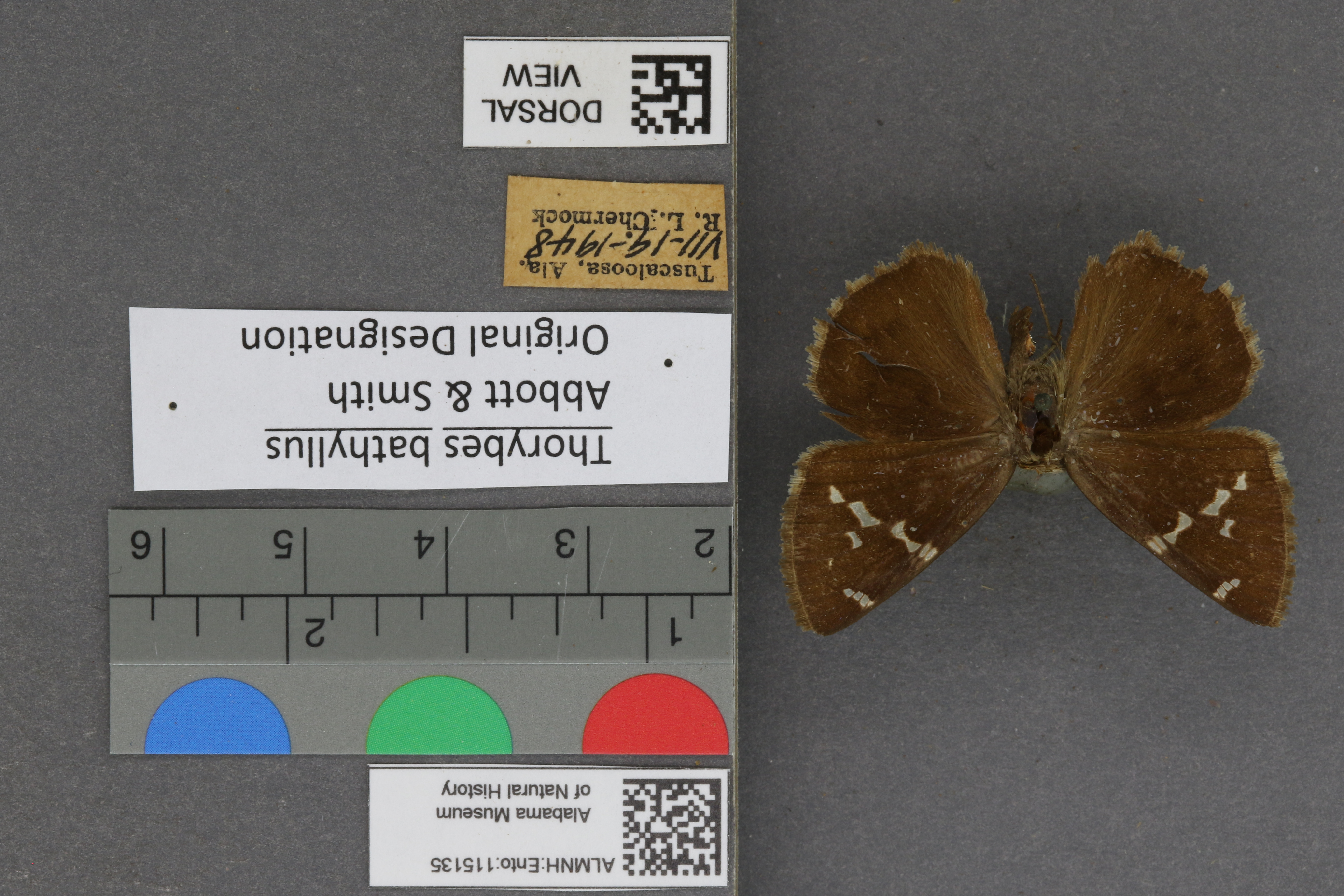 Thorybes bathyllus