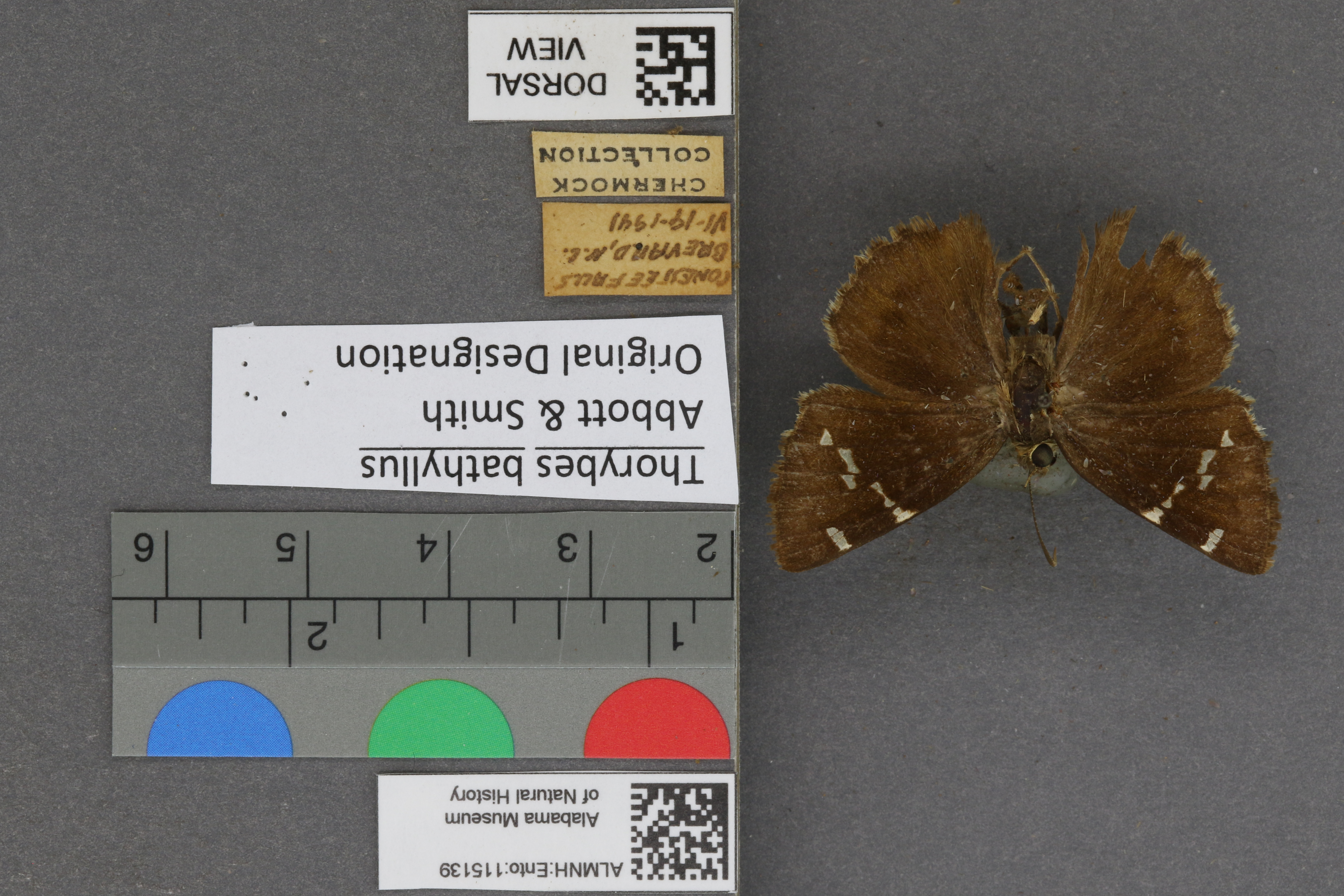 Thorybes bathyllus