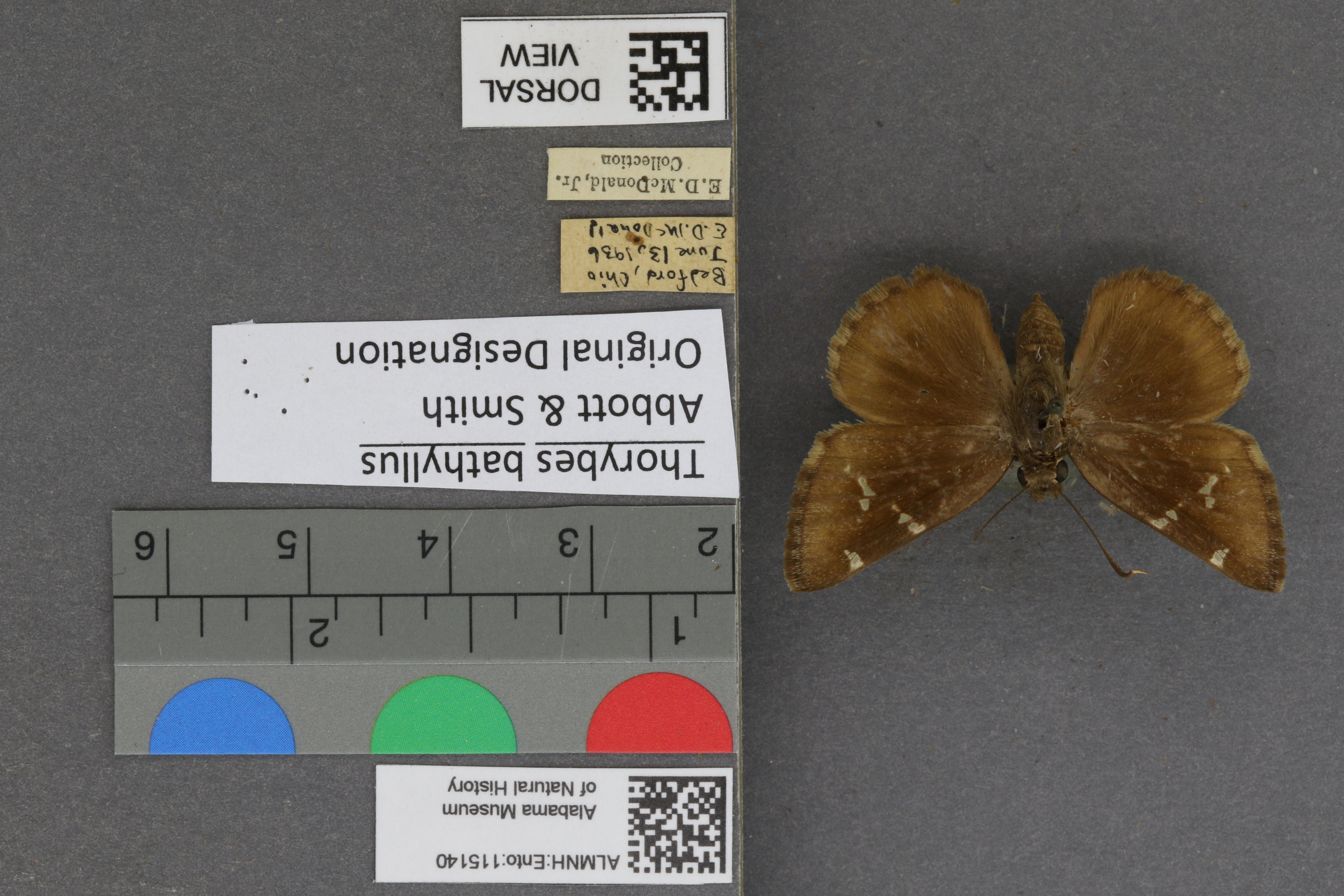 Thorybes bathyllus