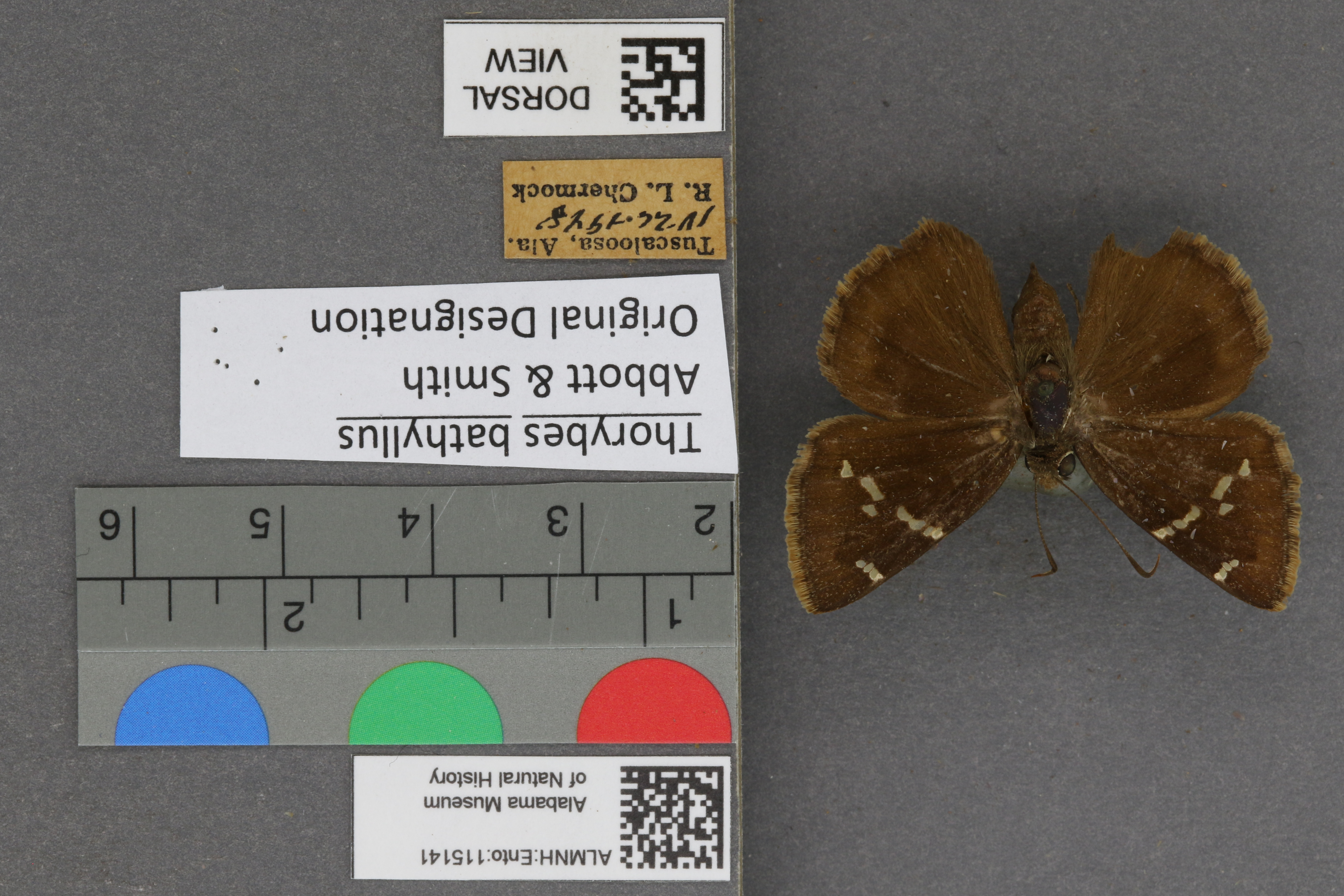 Thorybes bathyllus