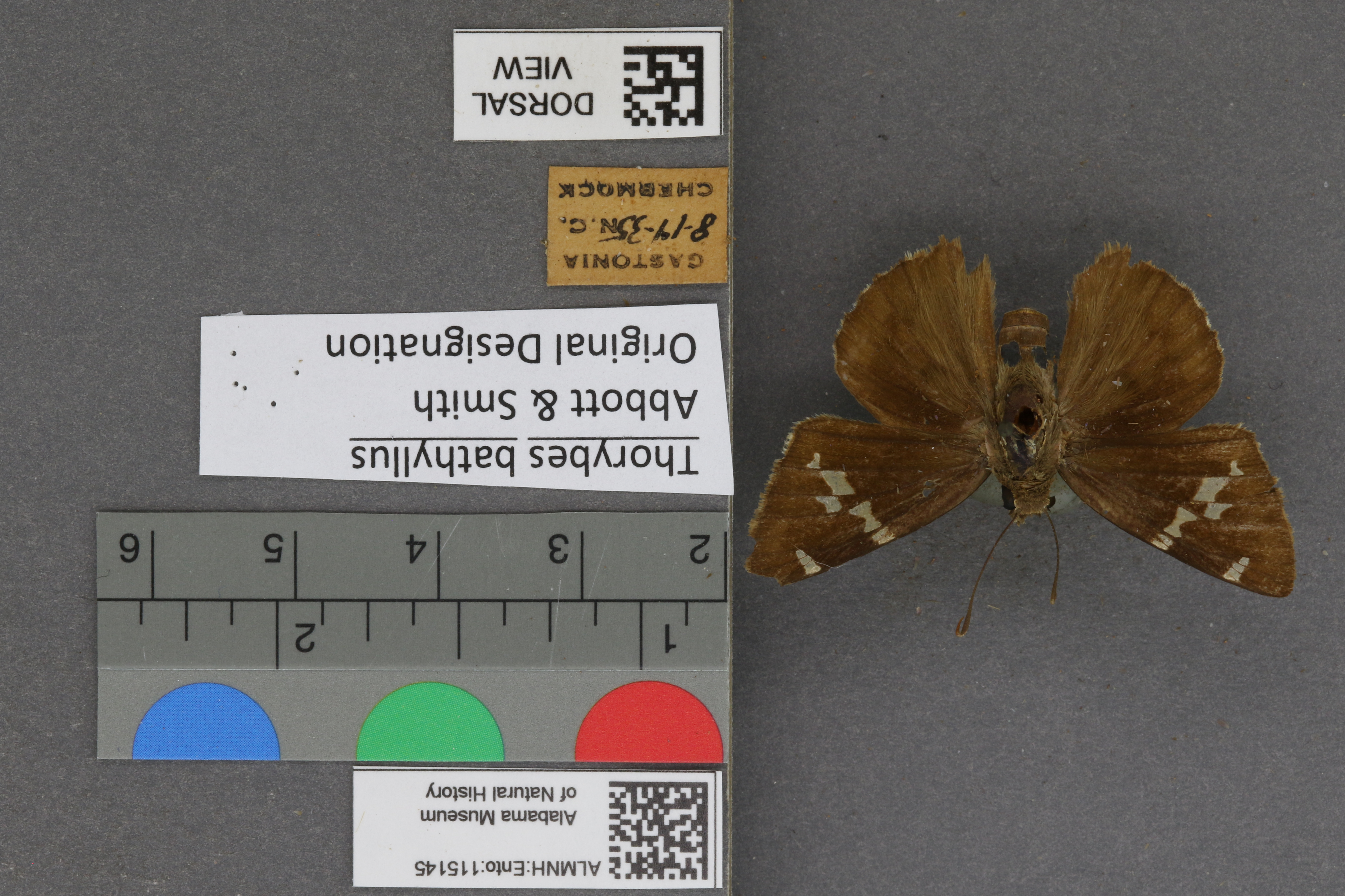 Thorybes bathyllus