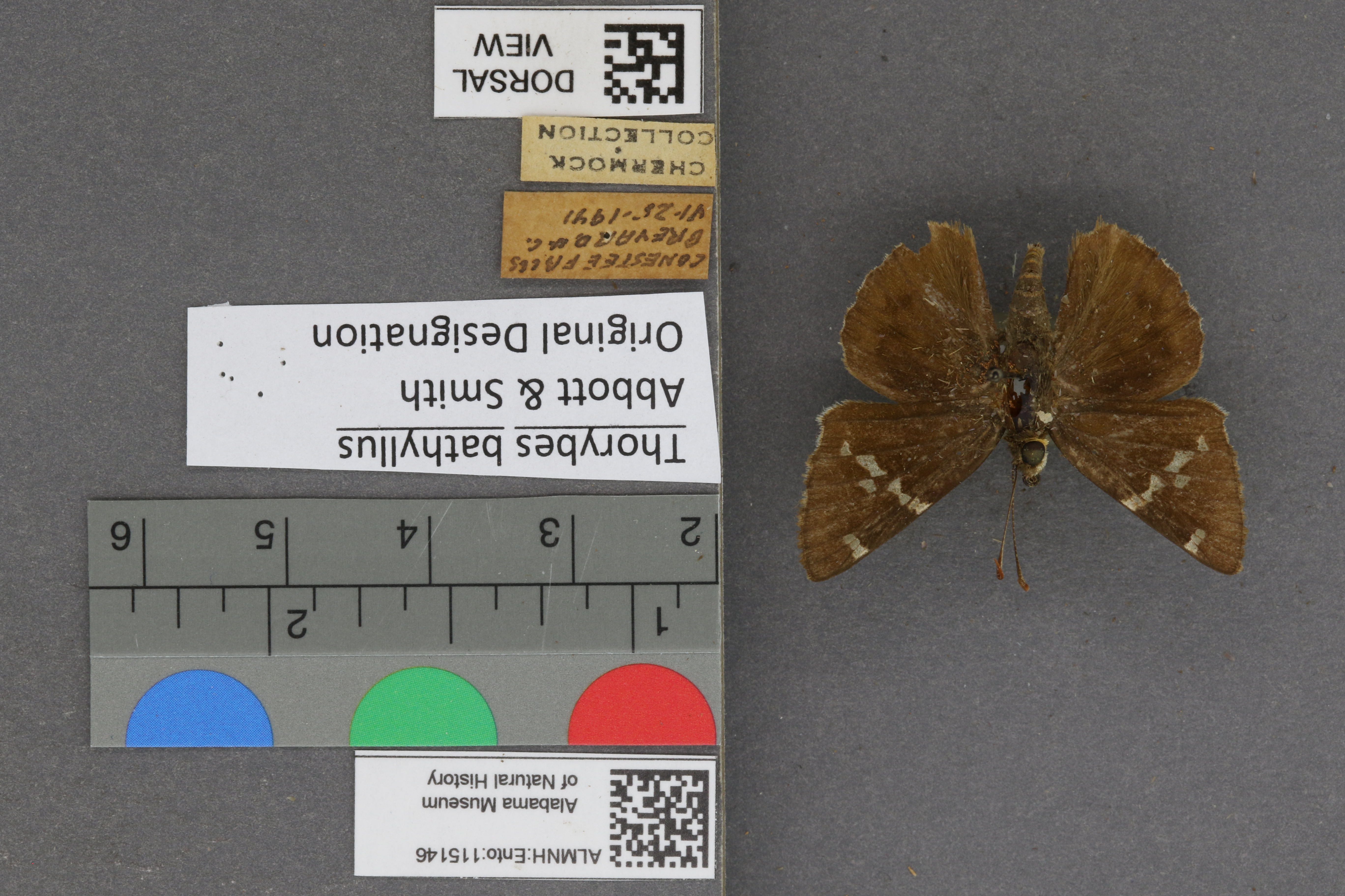 Thorybes bathyllus