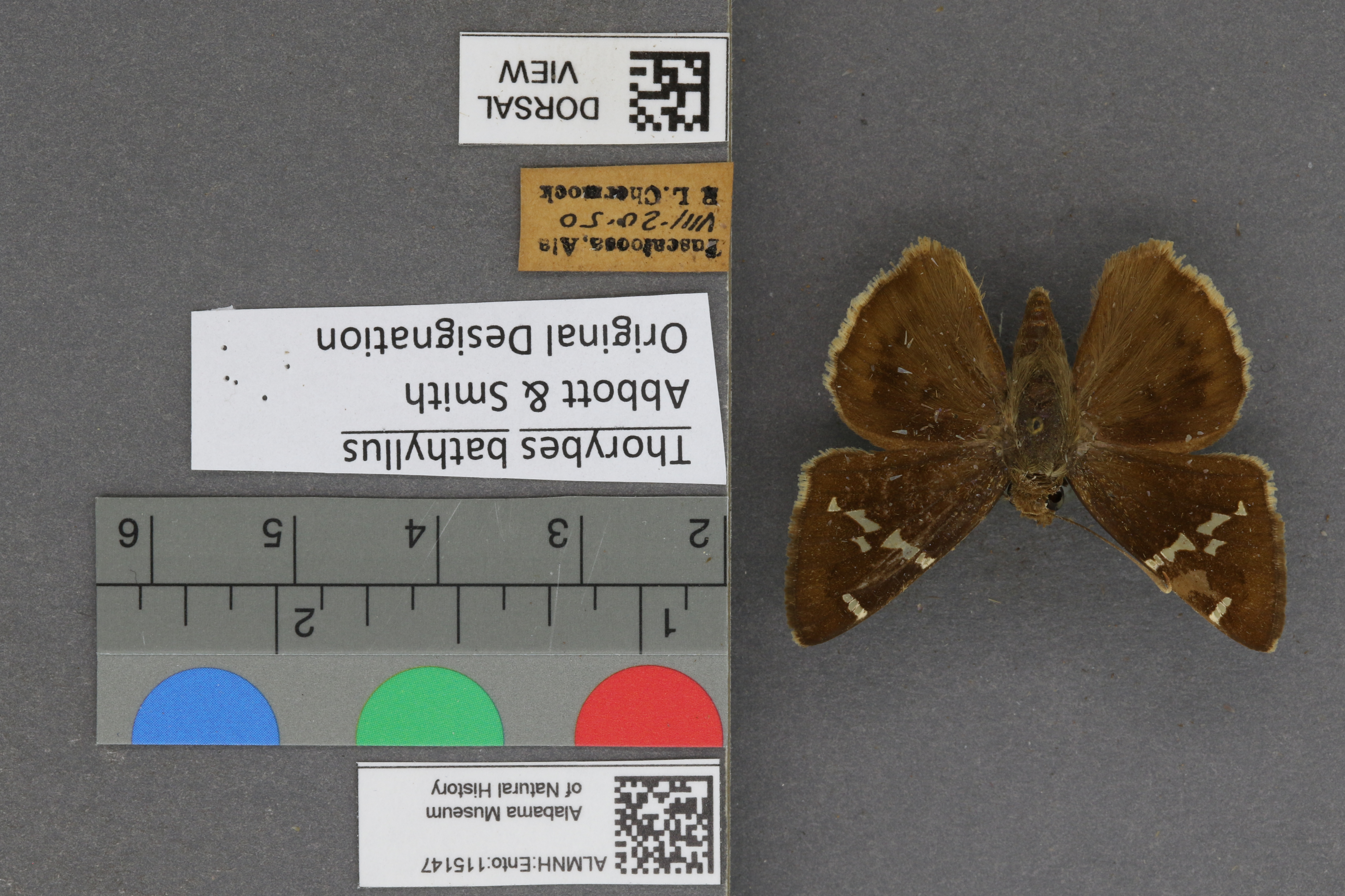 Thorybes bathyllus