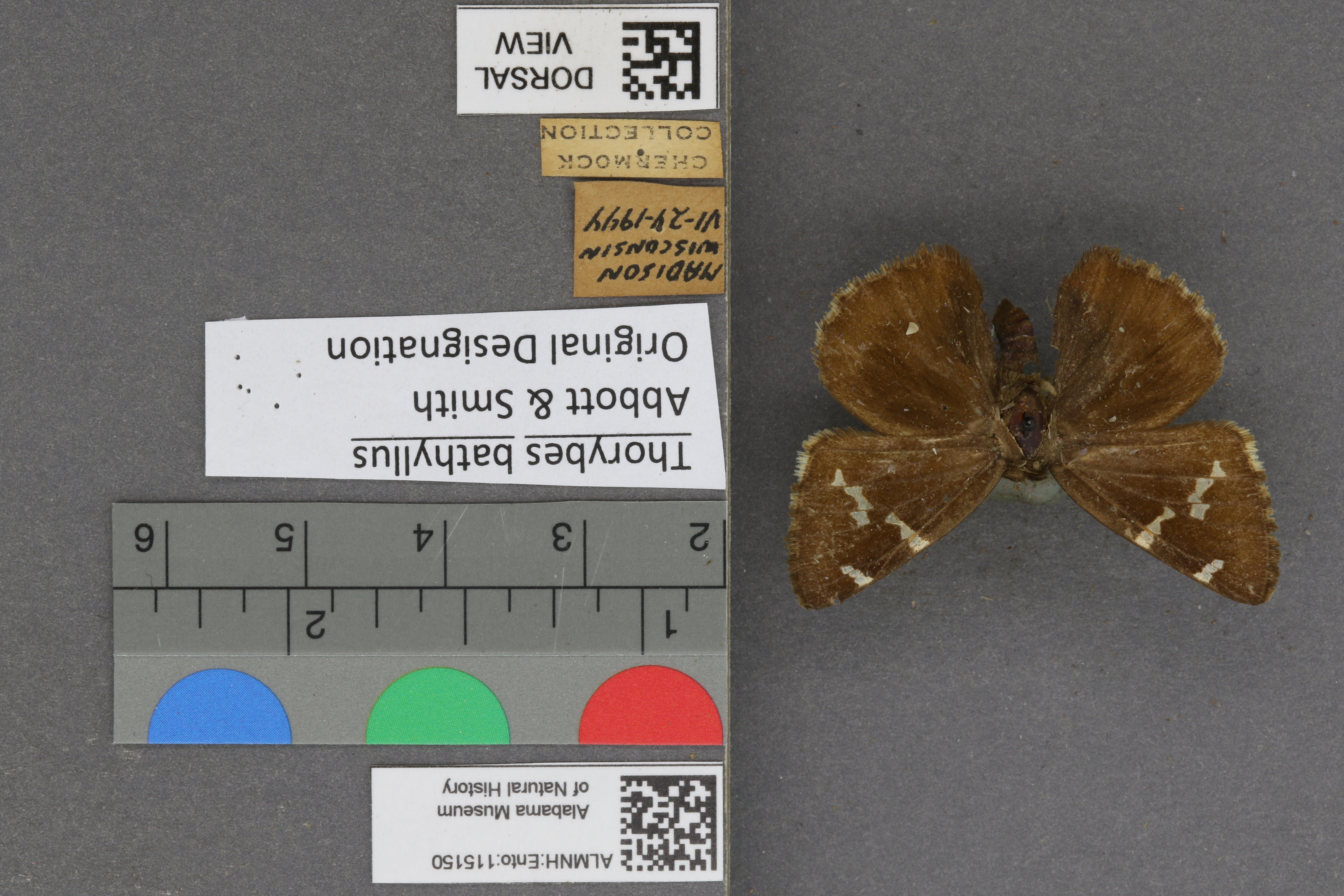 Thorybes bathyllus
