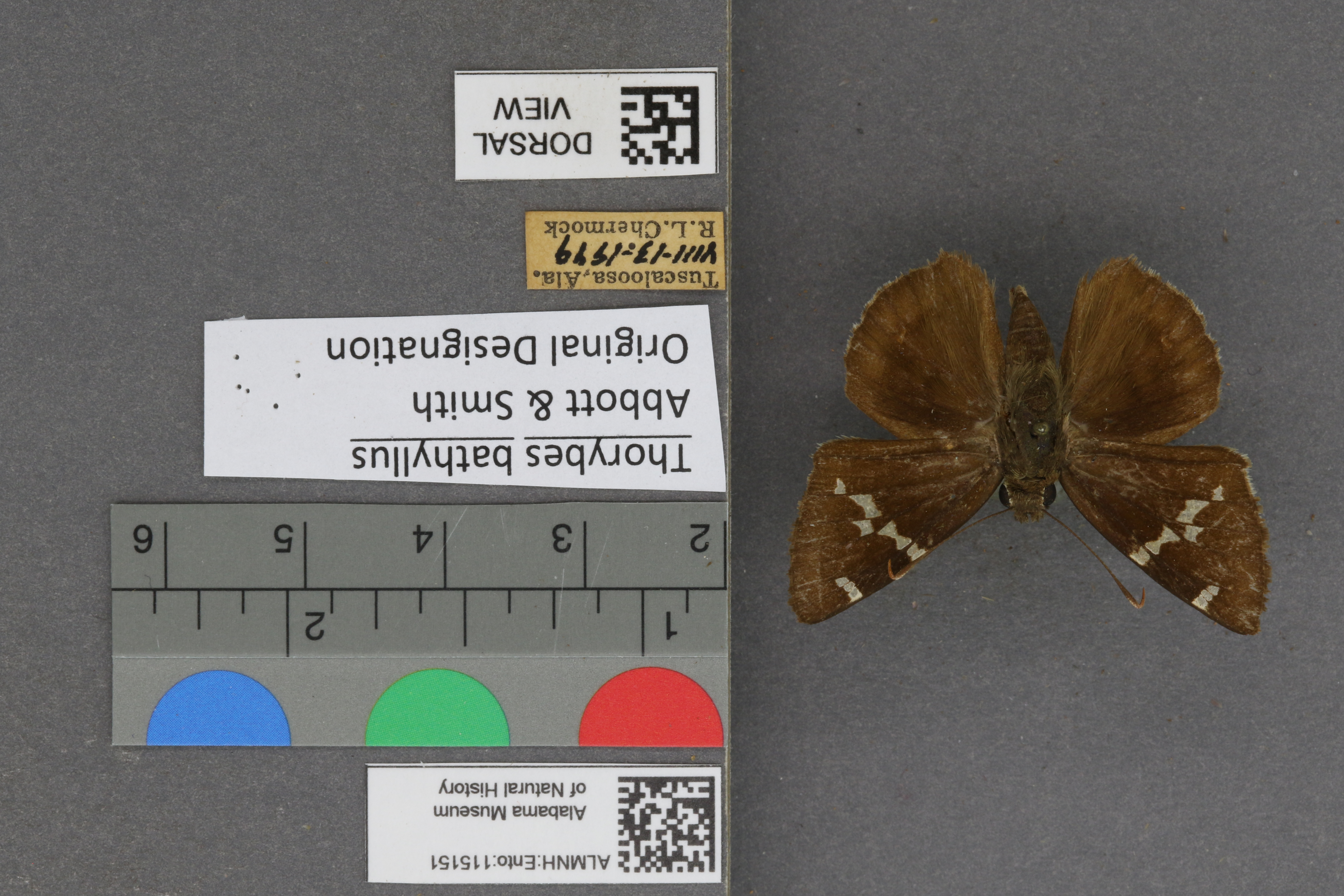 Thorybes bathyllus