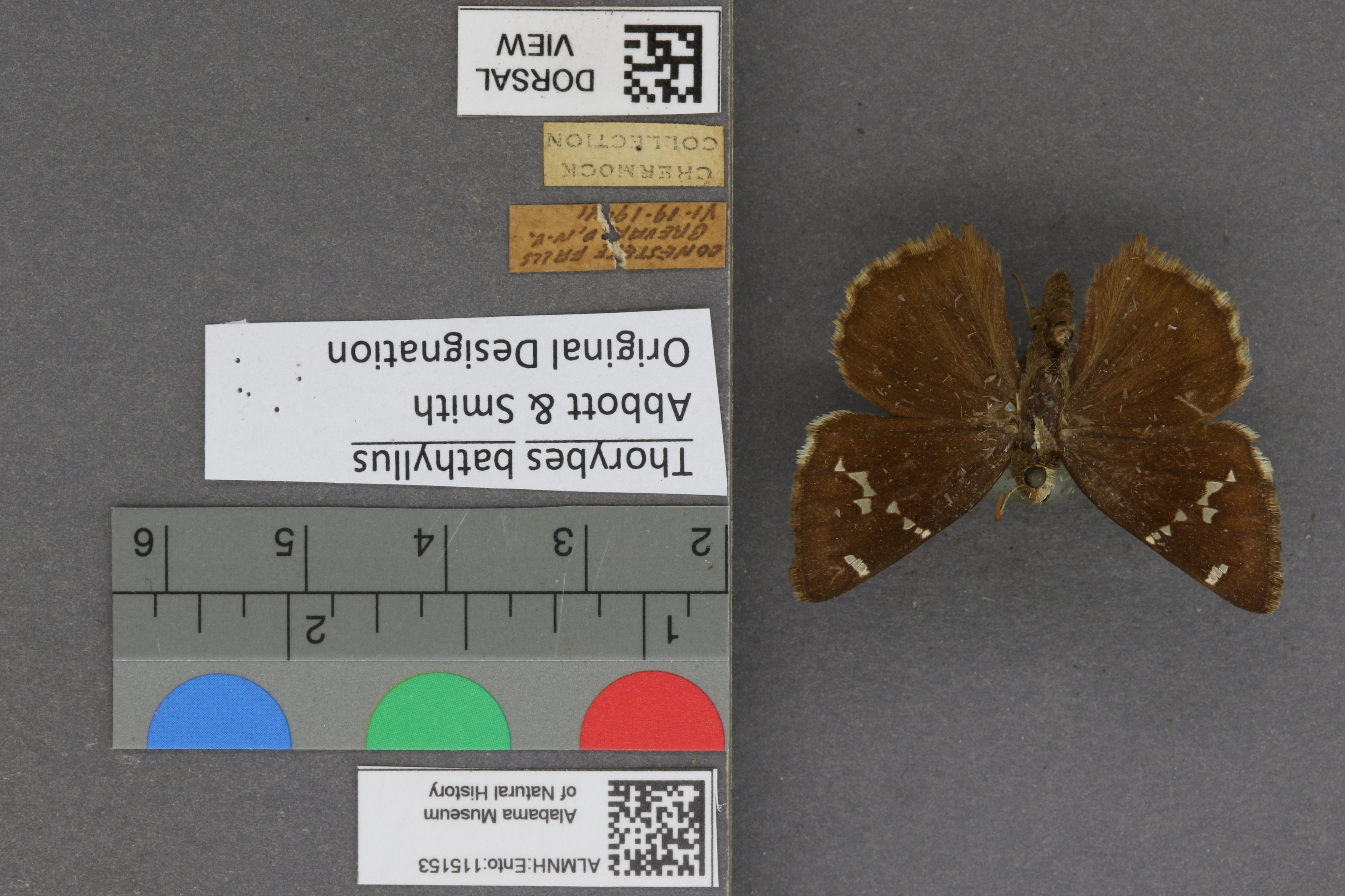 Thorybes bathyllus