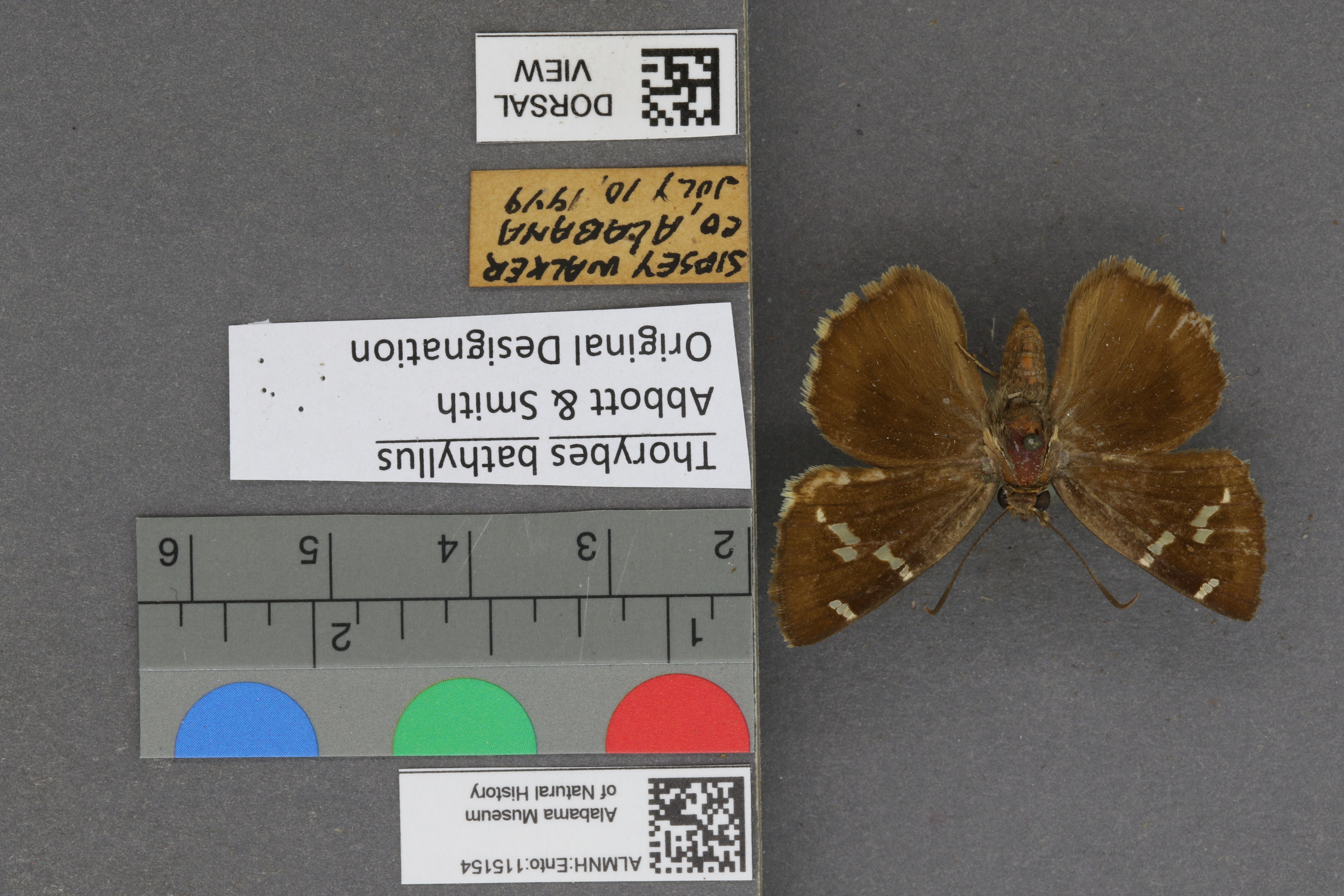 Thorybes bathyllus