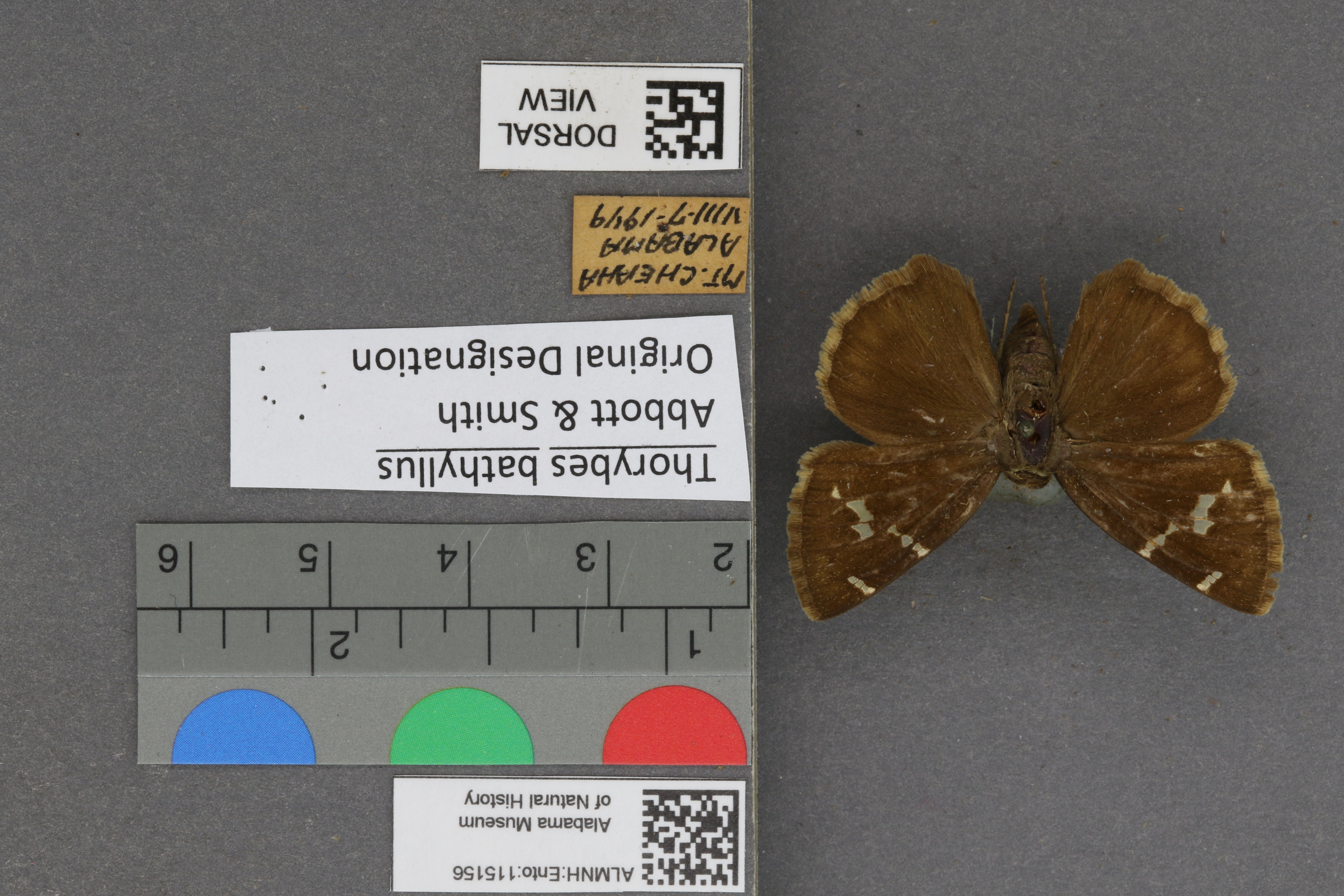 Thorybes bathyllus