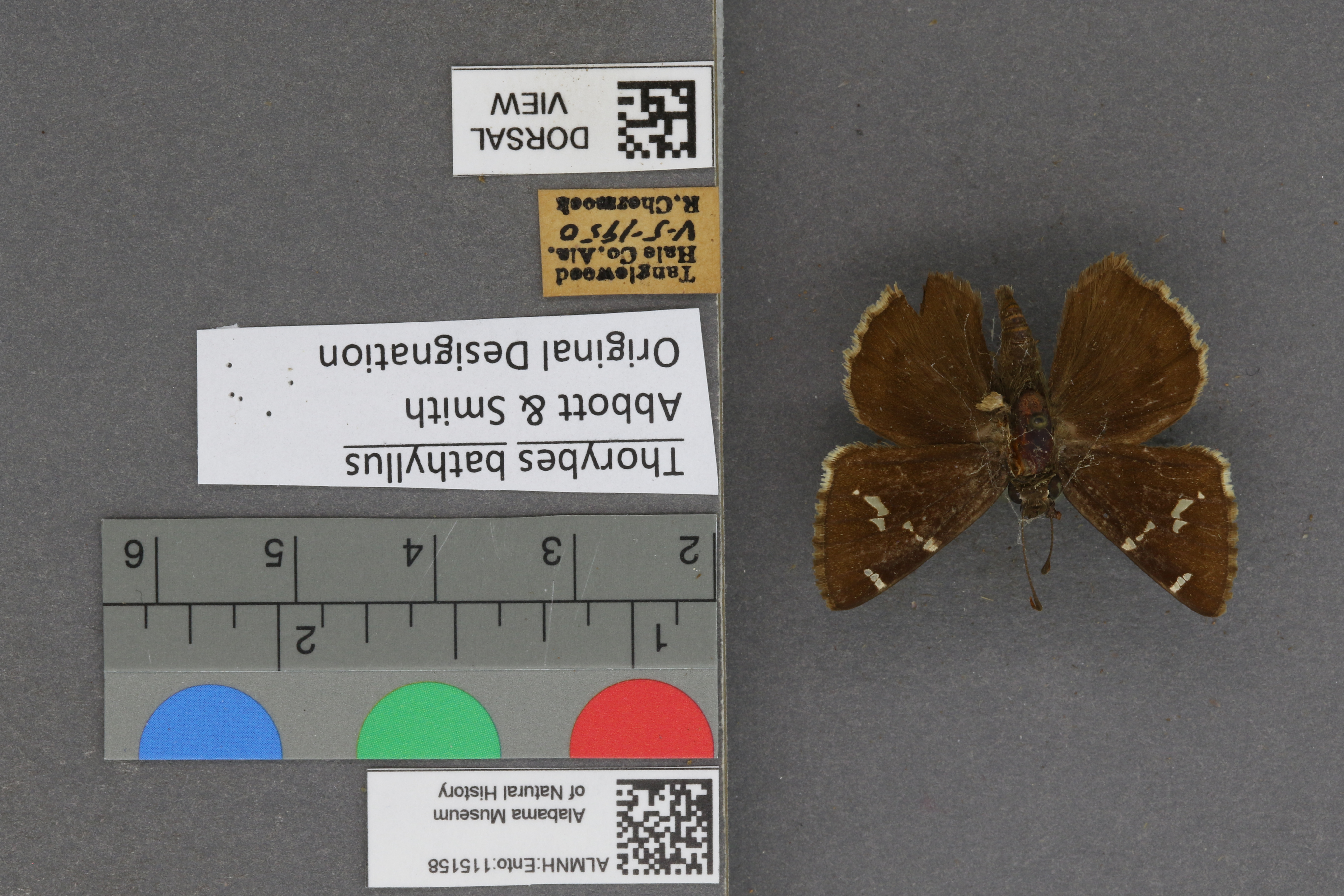 Thorybes bathyllus
