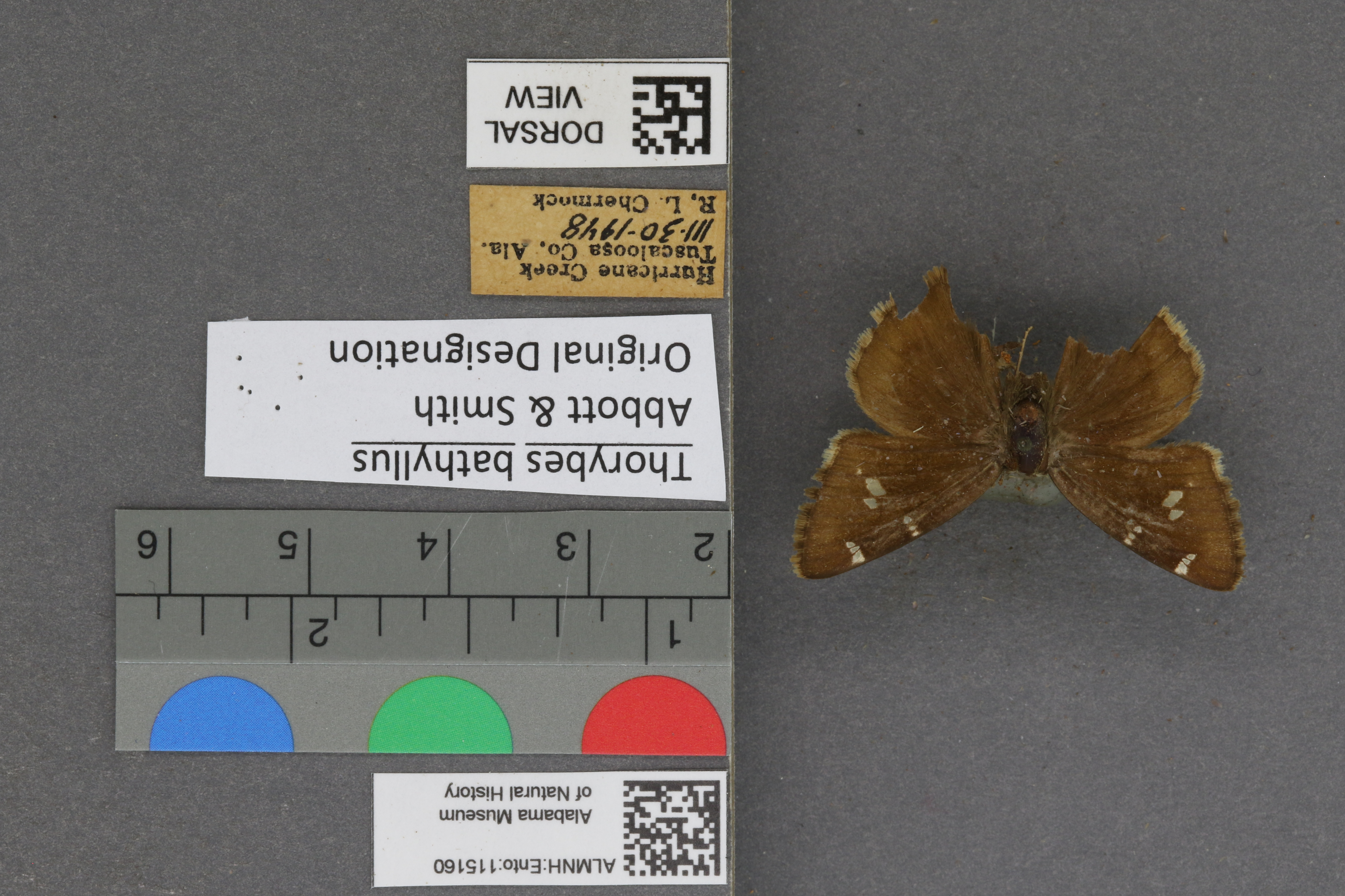 Thorybes bathyllus