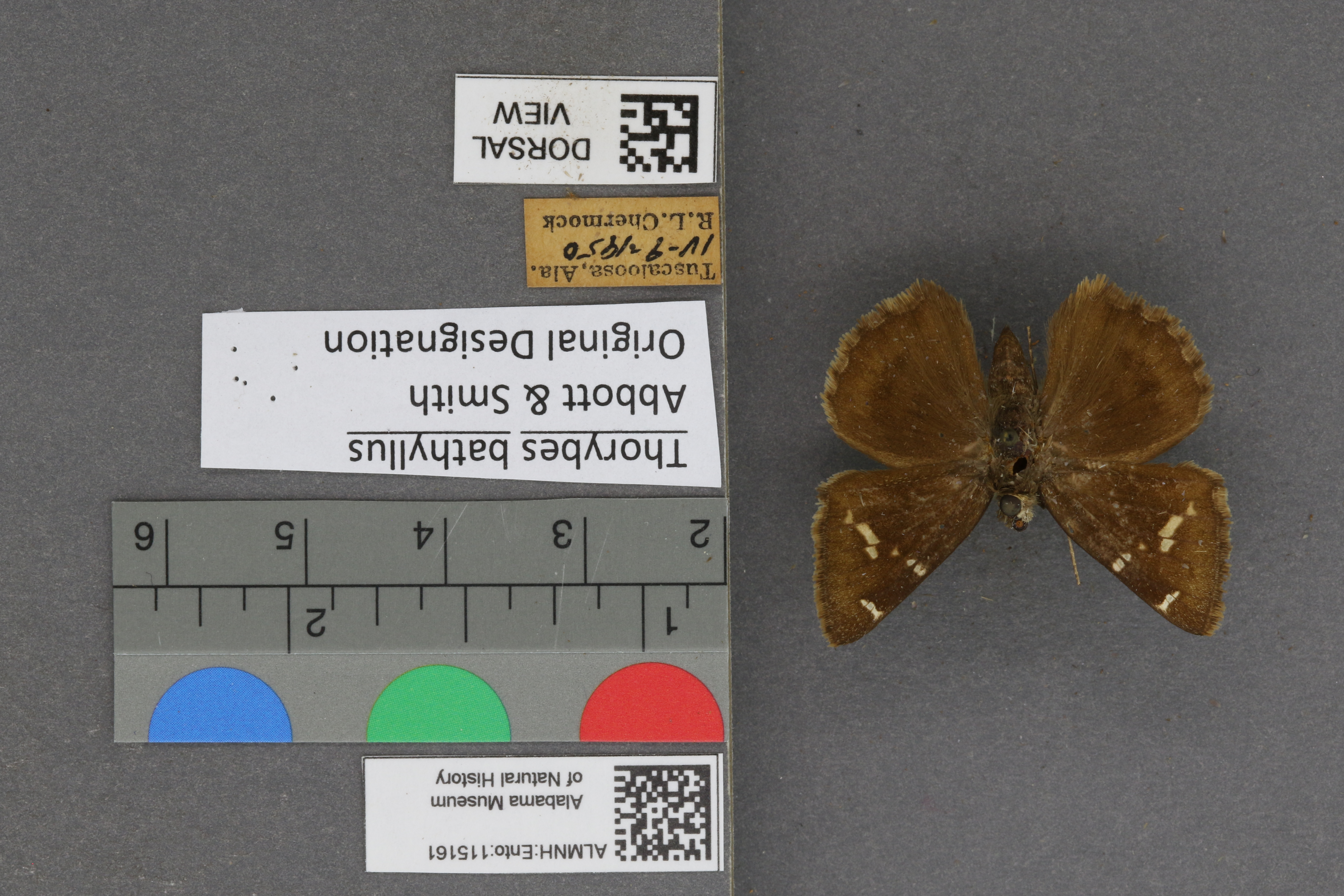 Thorybes bathyllus