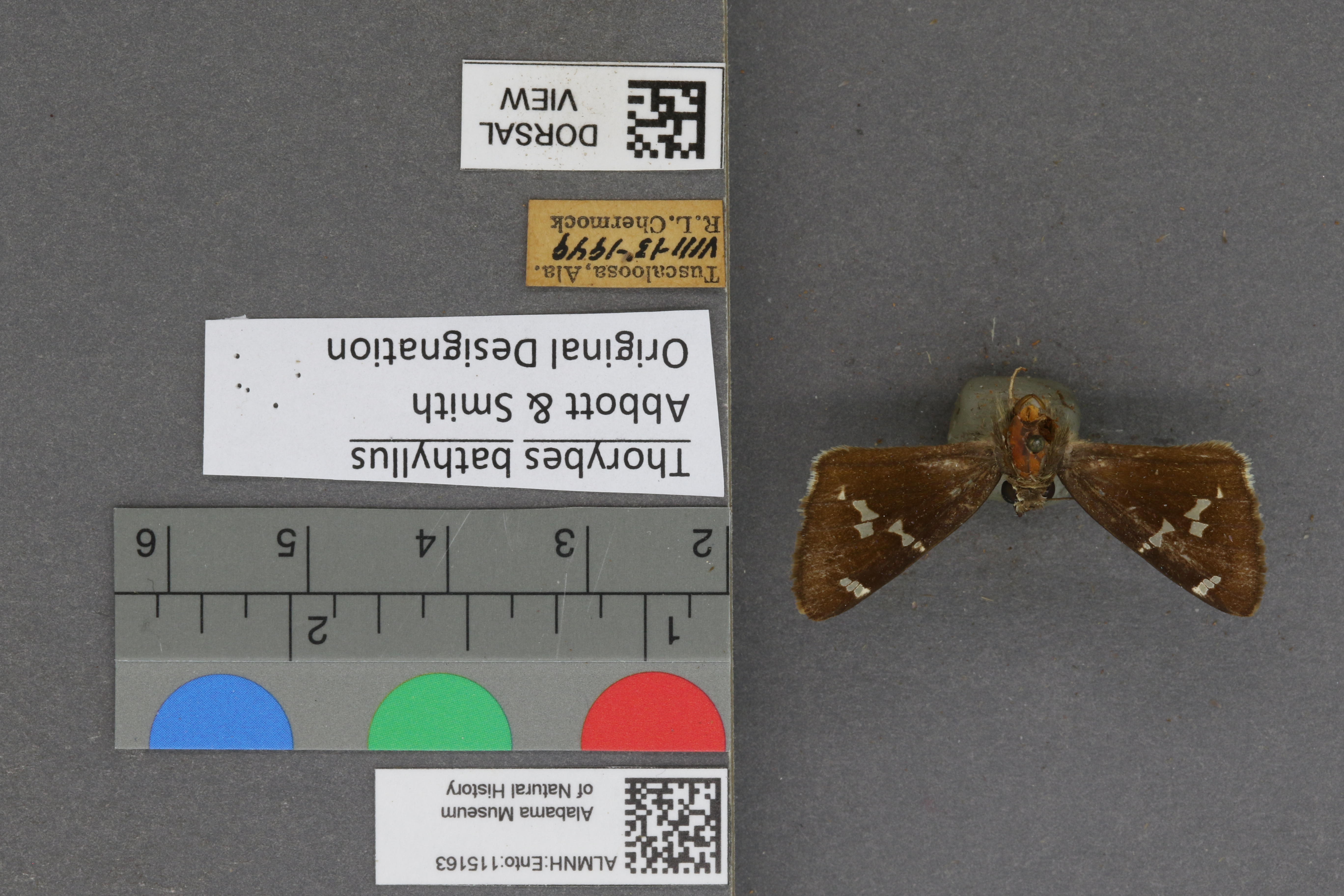 Thorybes bathyllus