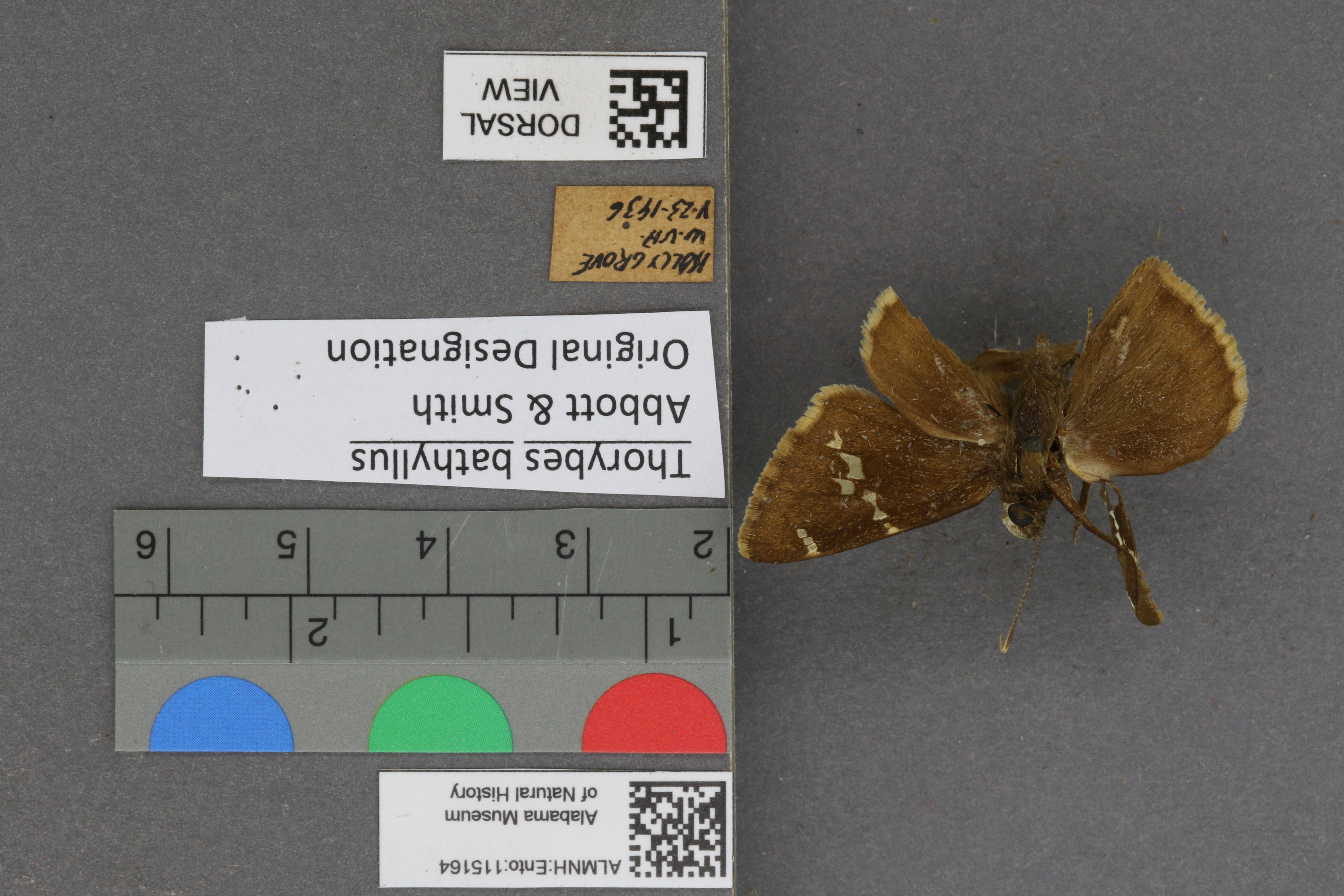 Thorybes bathyllus