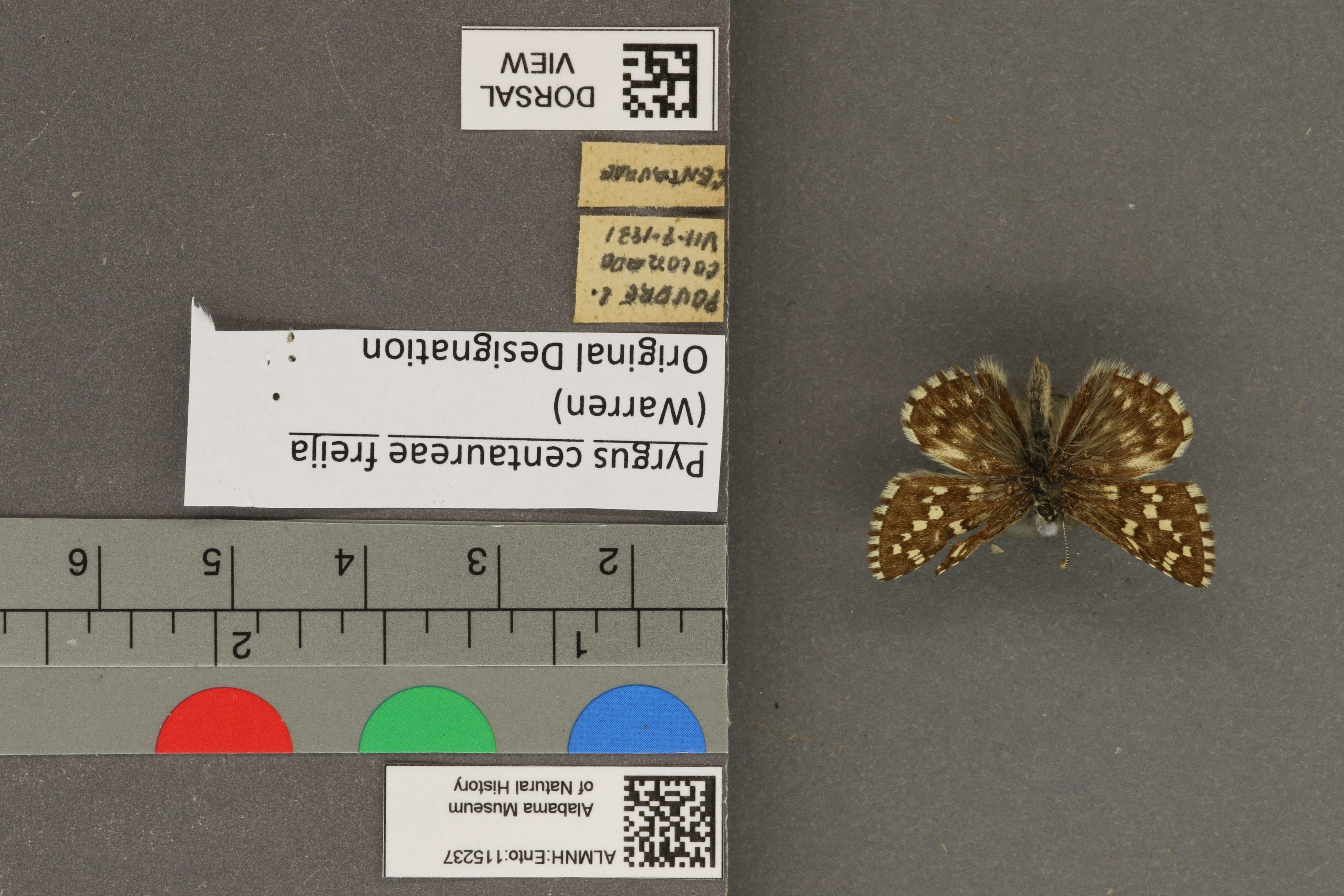 Pyrgus centaureae freija