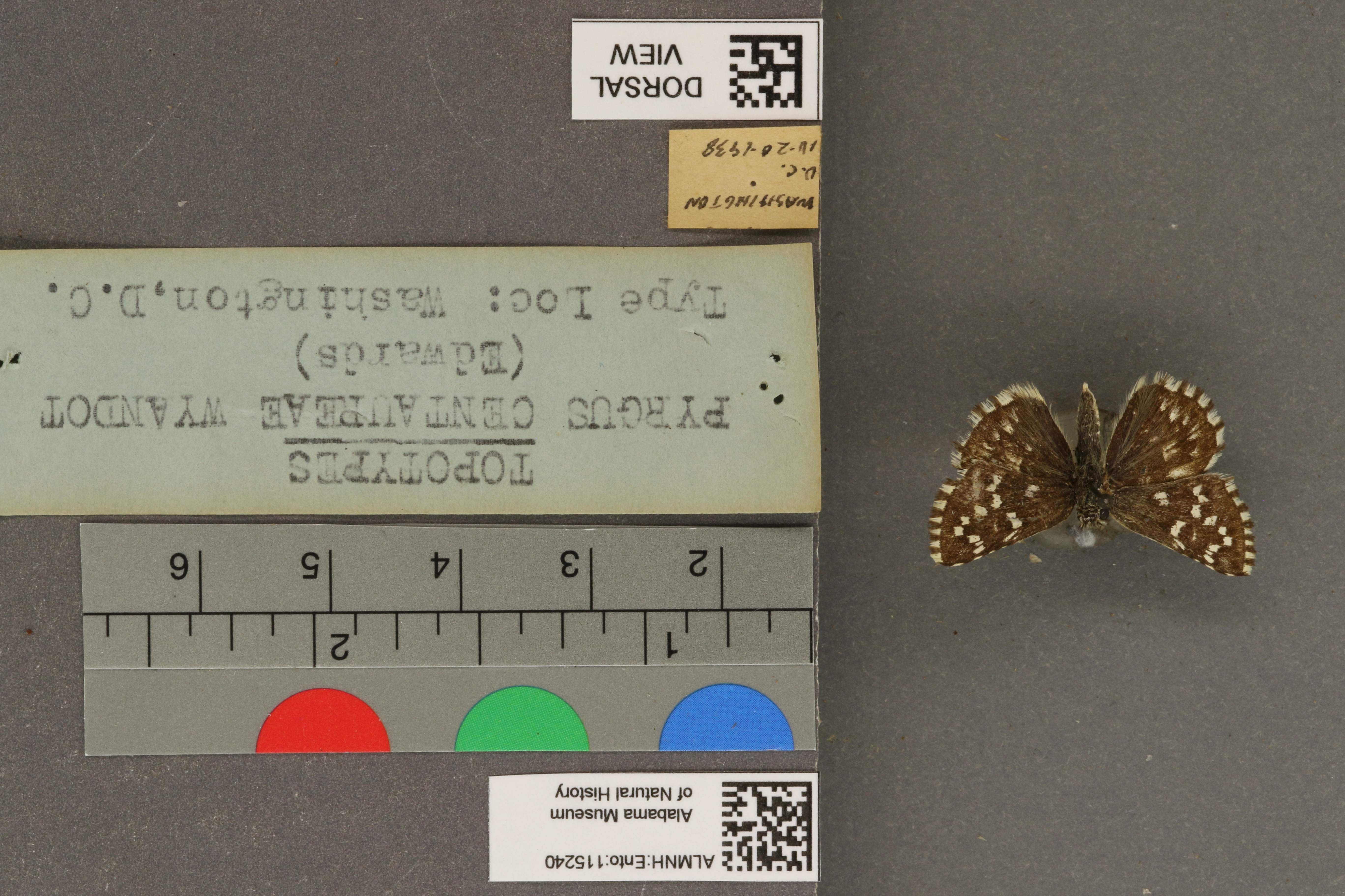 Pyrgus centaureae wyandot