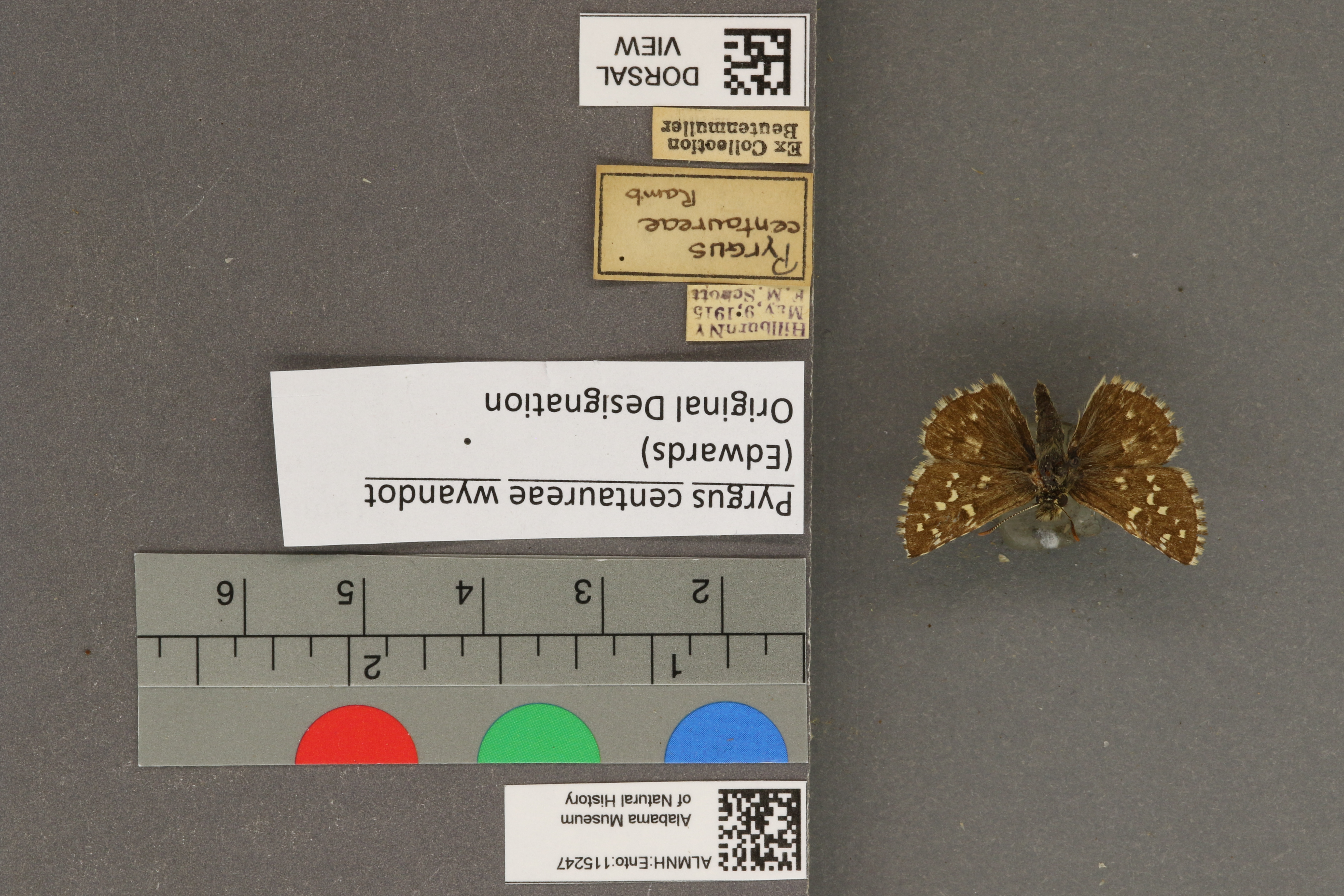Pyrgus centaureae wyandot