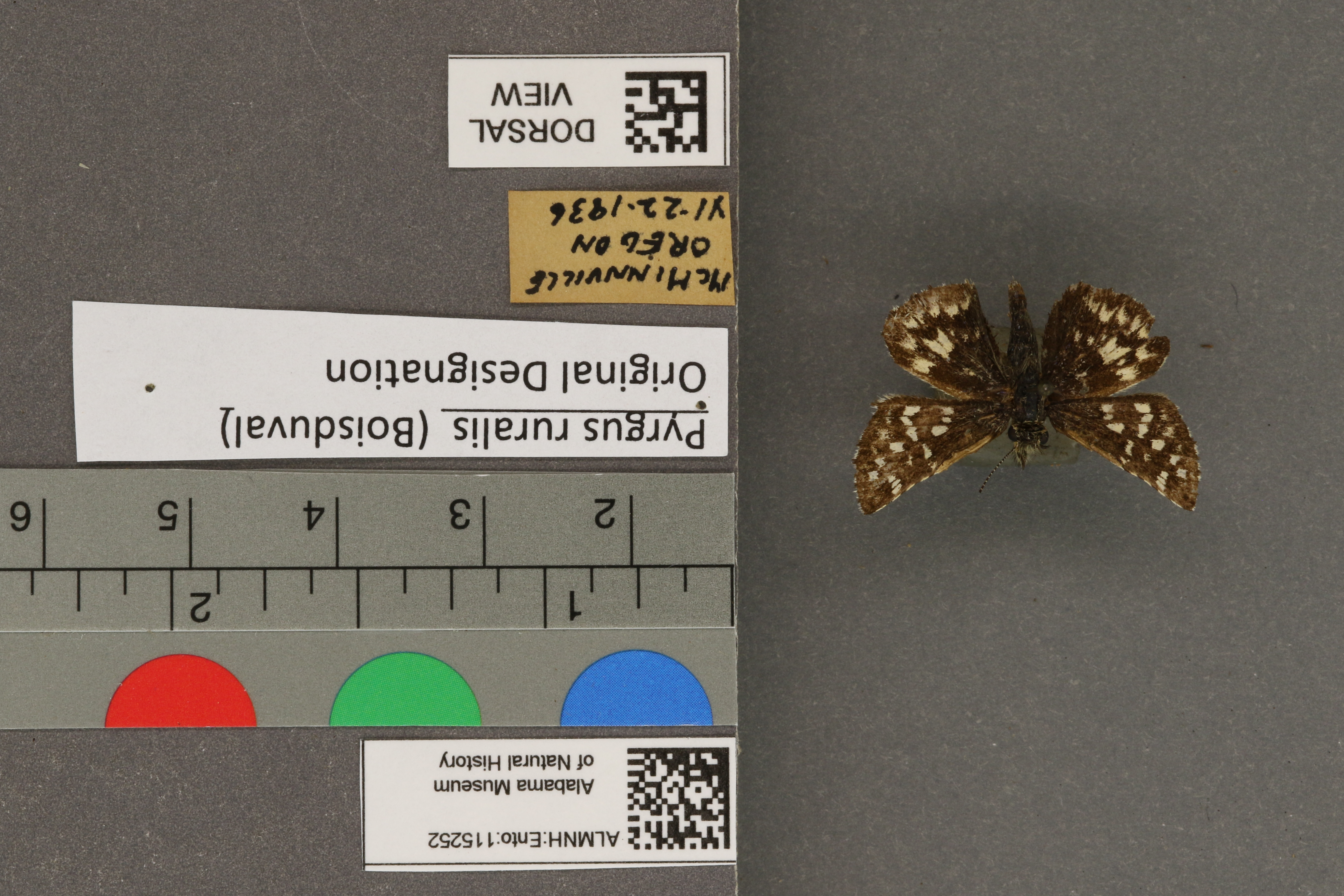 Pyrgus ruralis