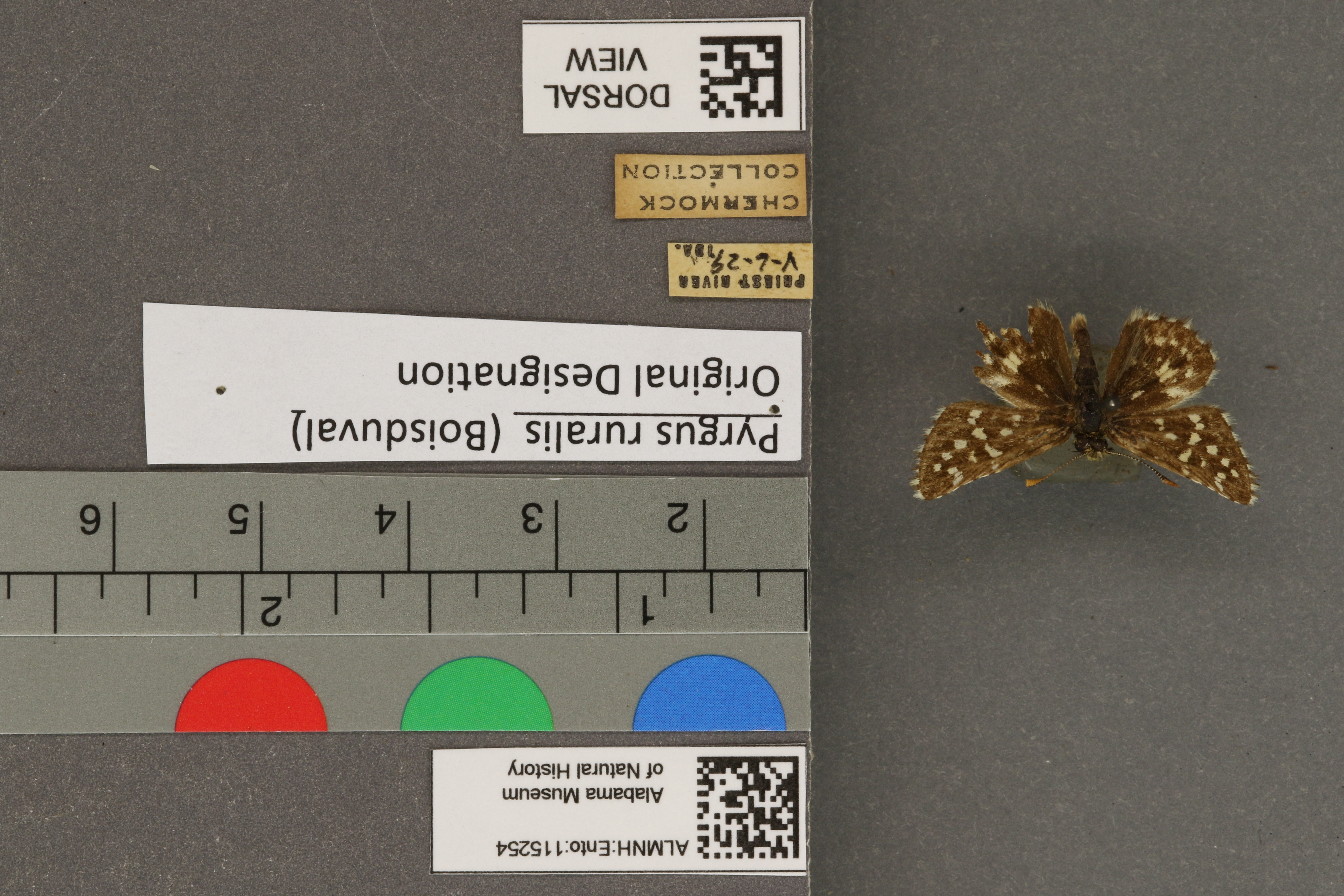 Pyrgus ruralis