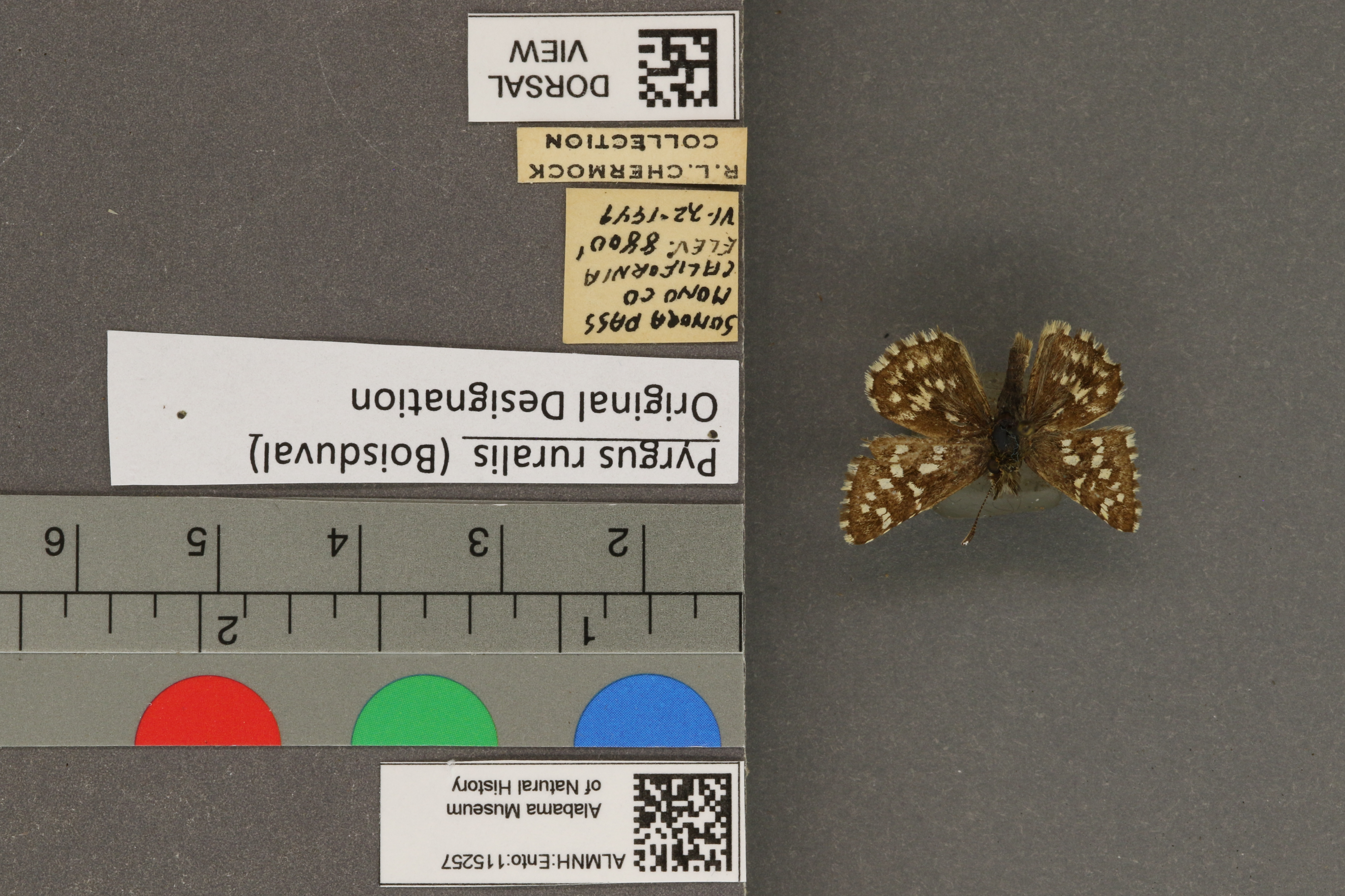 Pyrgus ruralis