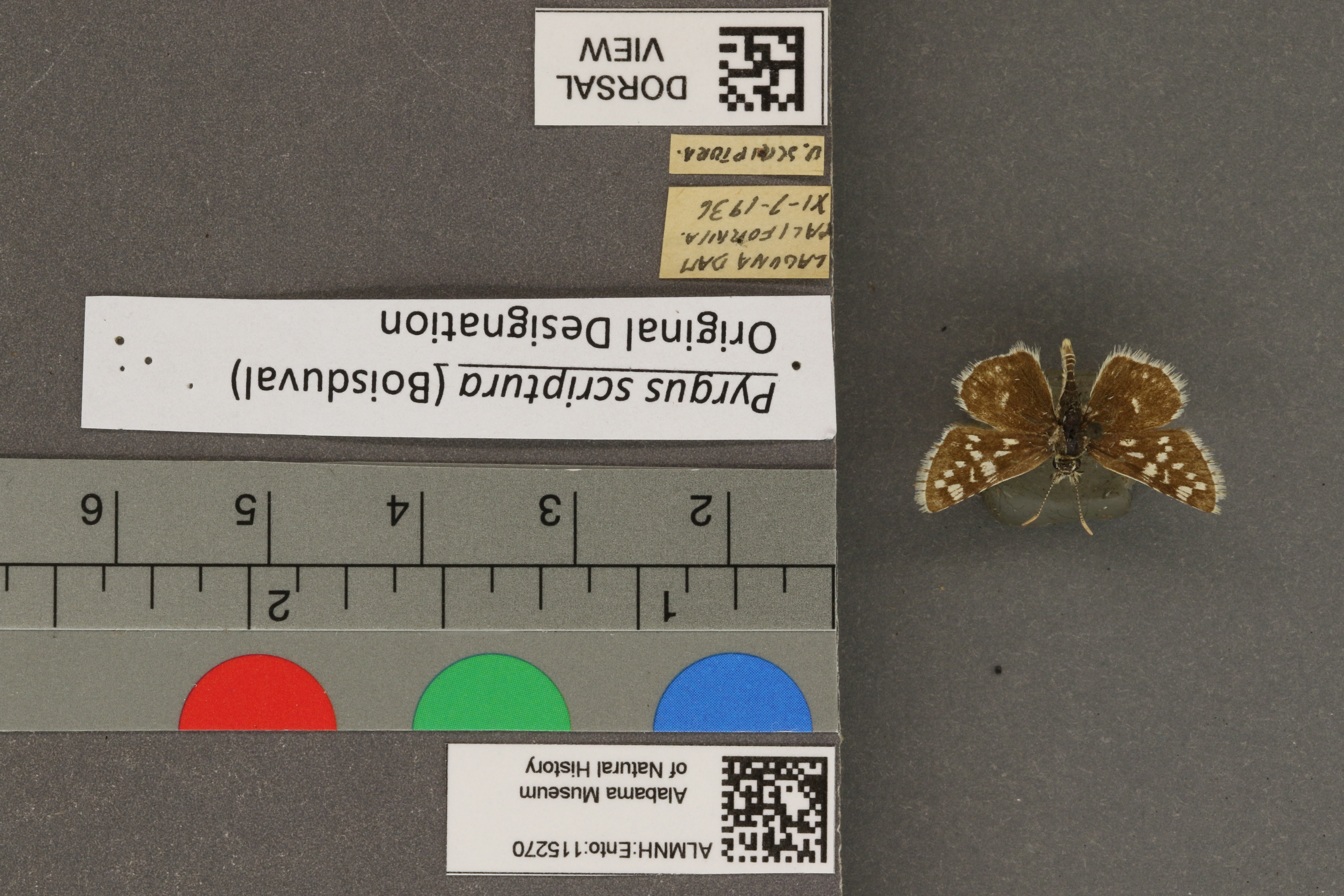 Specimen media