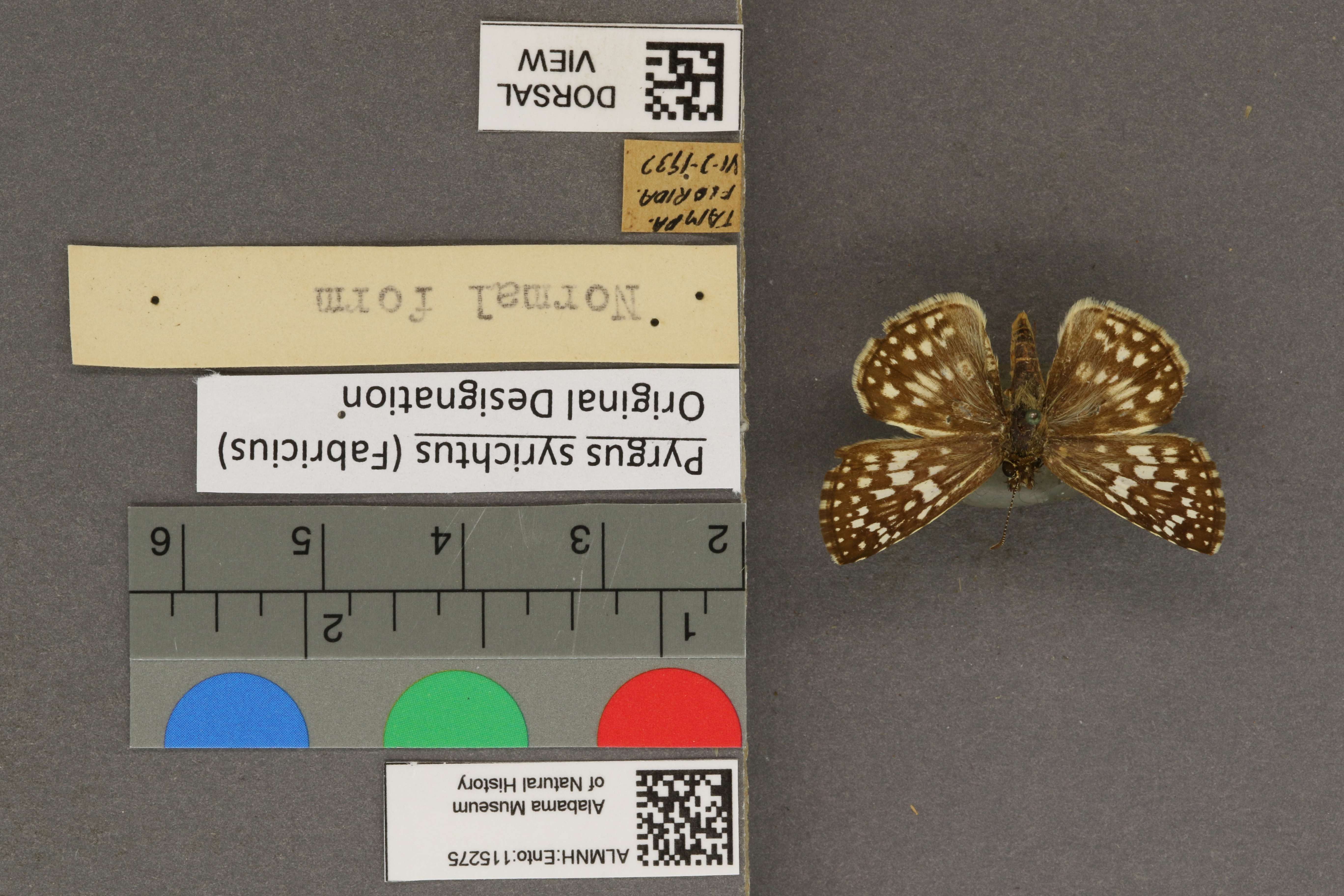 Pyrgus syrichtus