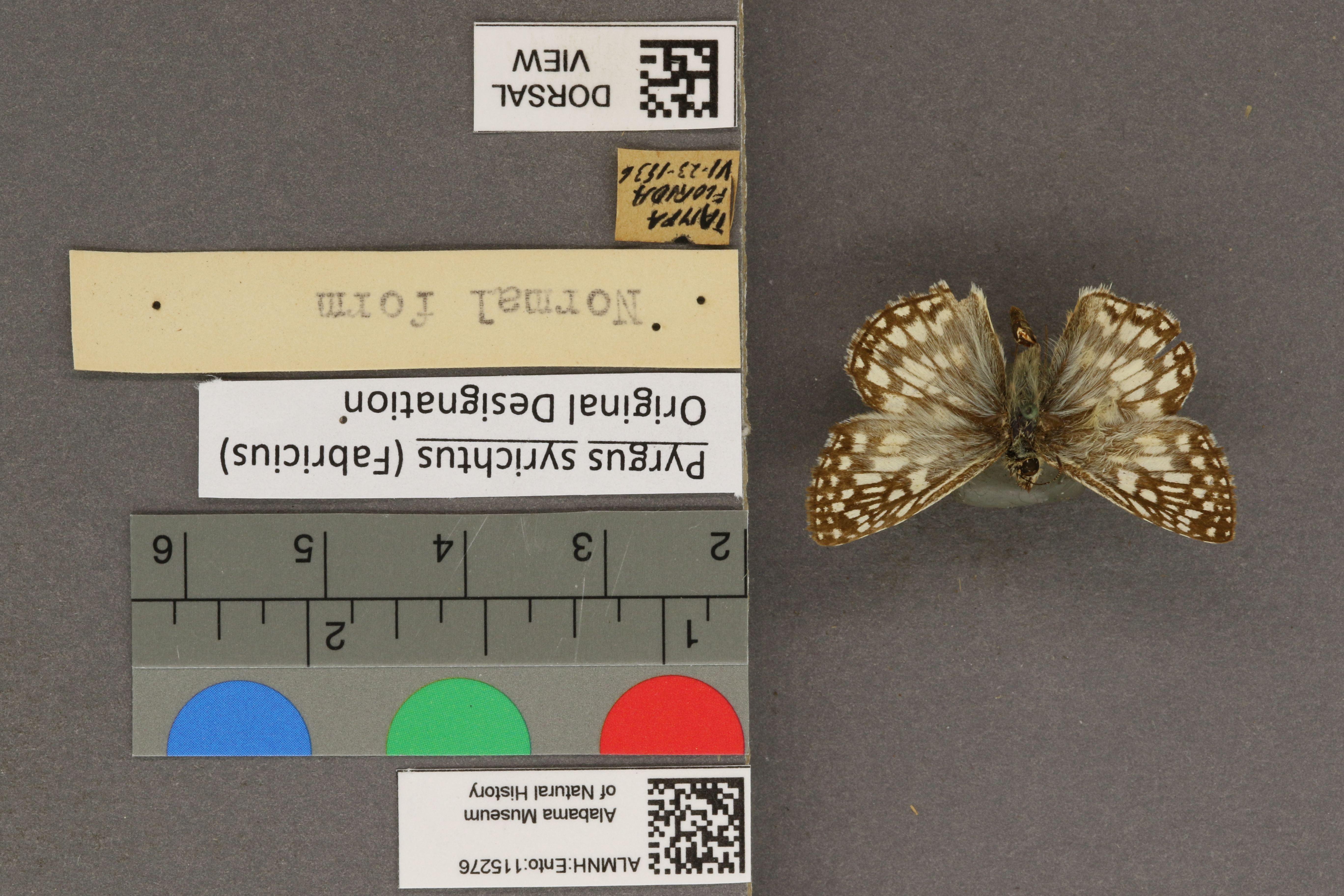 Pyrgus syrichtus