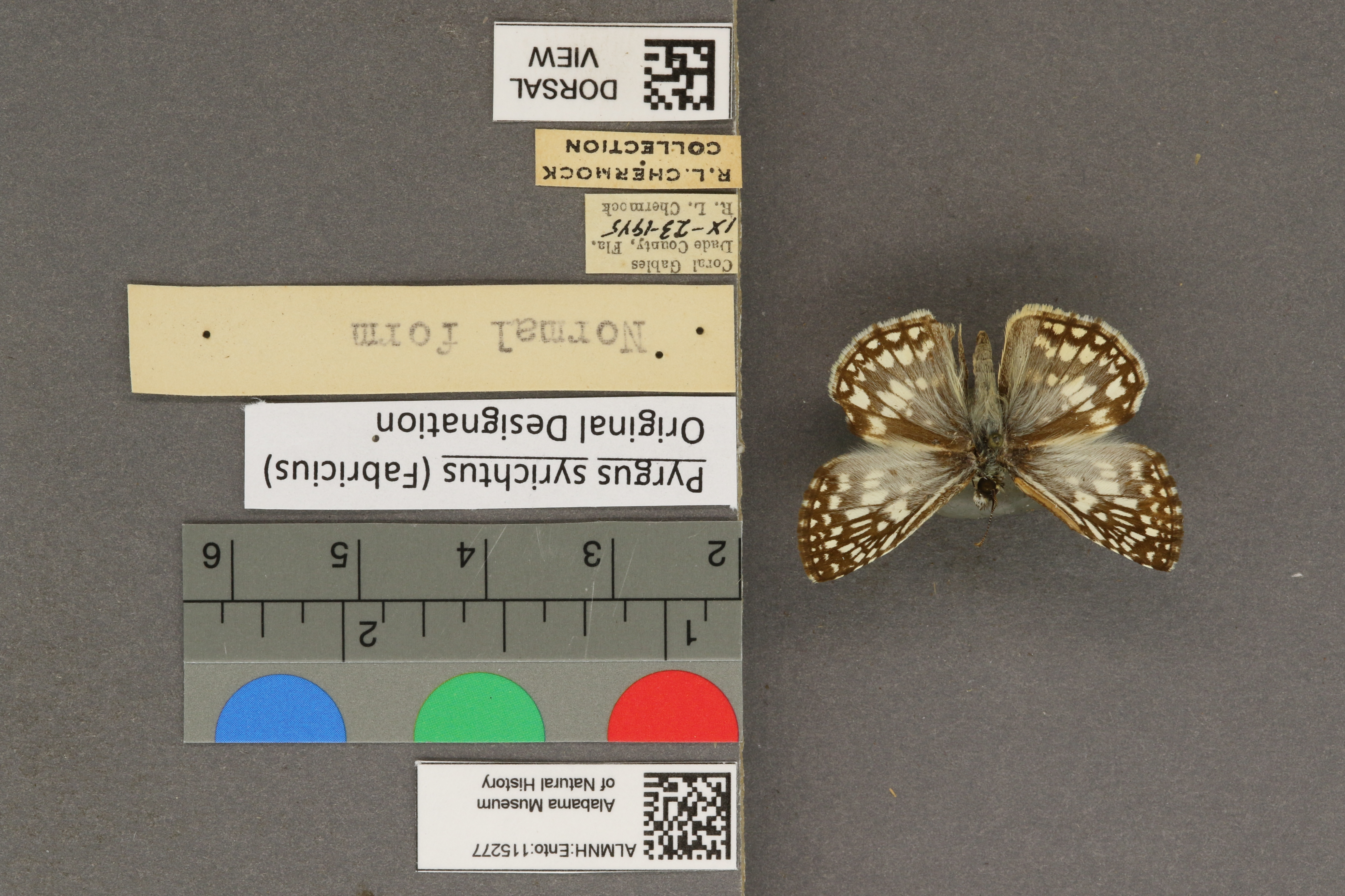 Pyrgus syrichtus