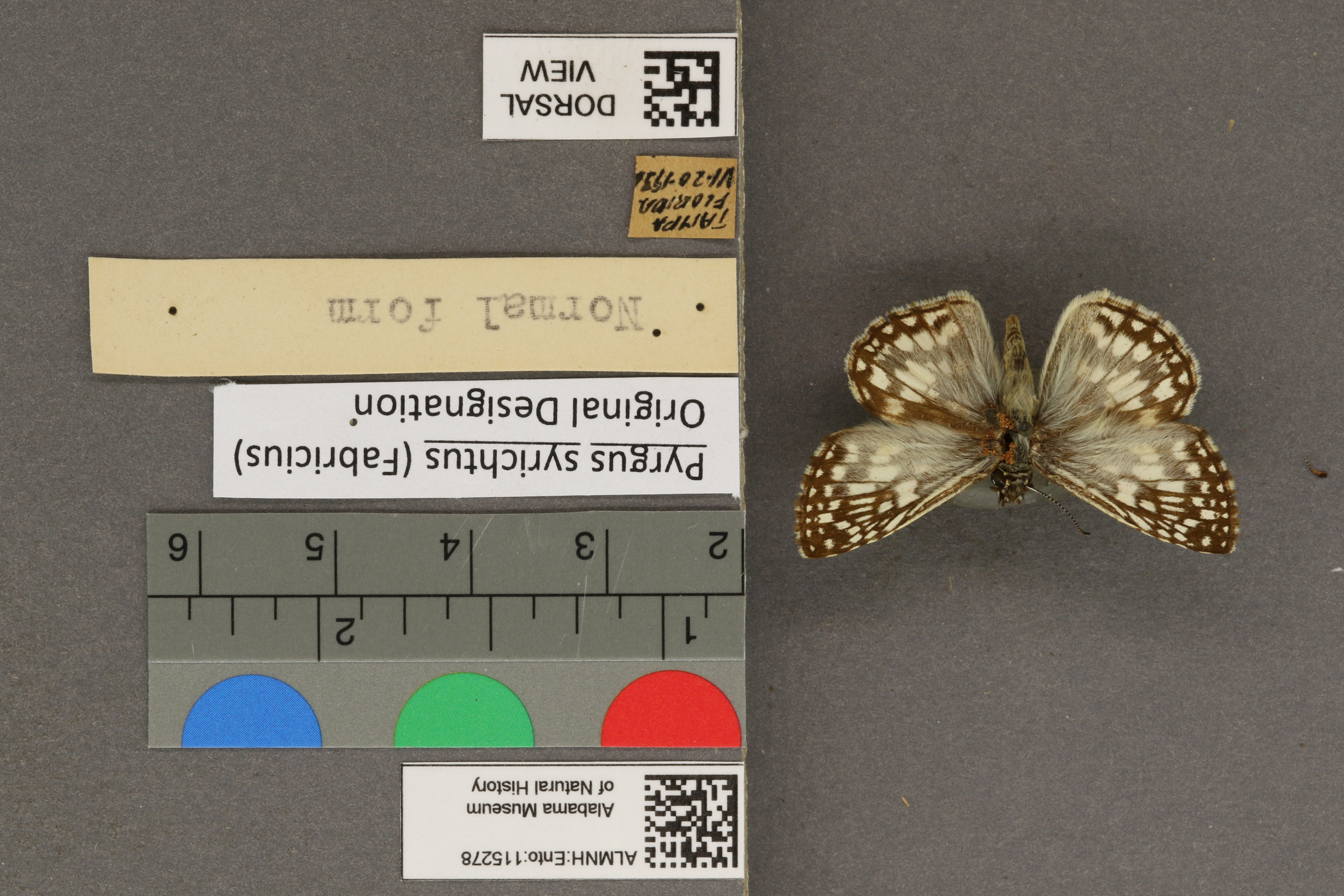 Pyrgus syrichtus